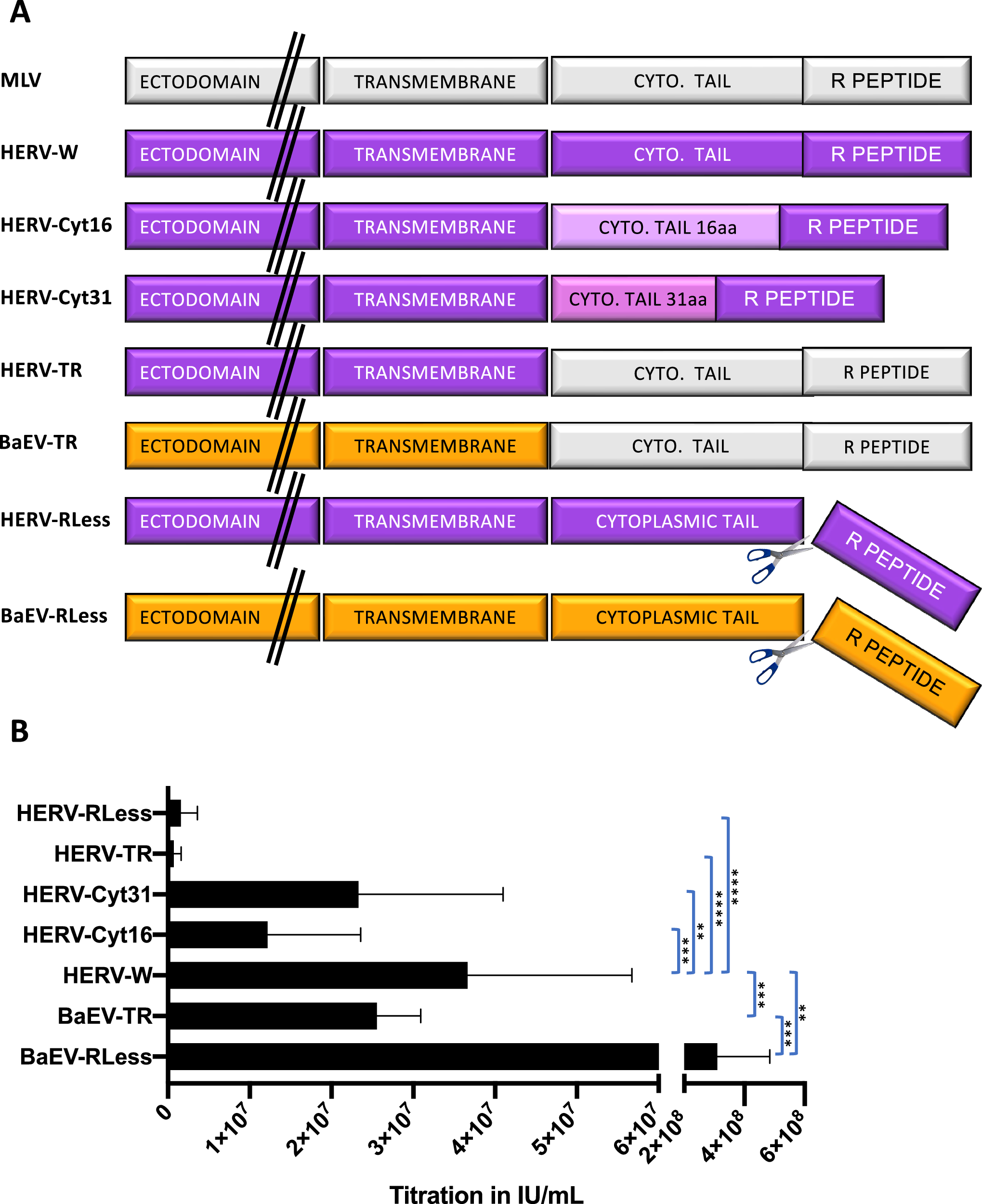 Fig. 1: Unmodified HERV-W envelope gp allows efficient pseudotyping of lentiviral vectors.