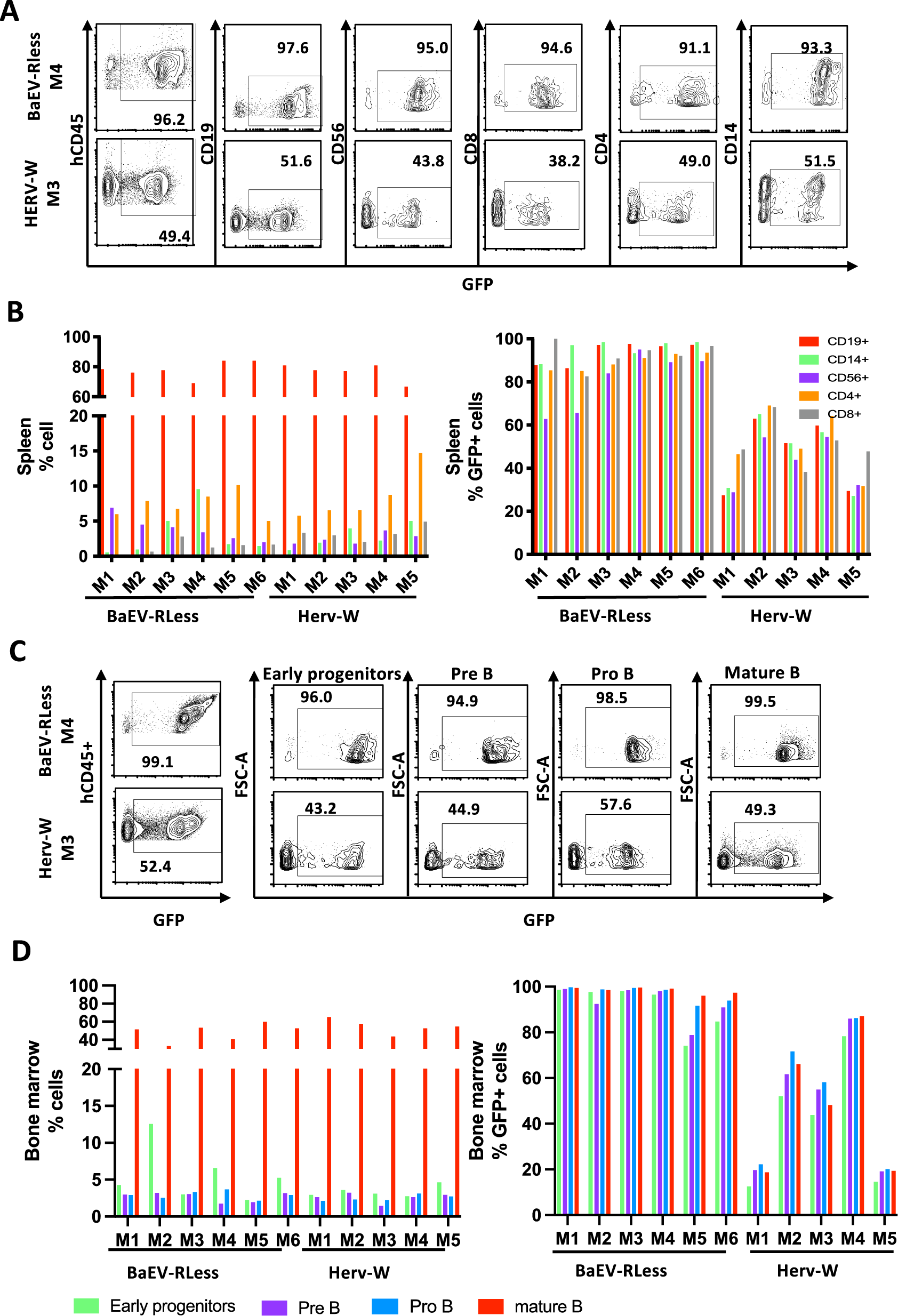 Fig. 5: Humanization of NBSGW mice with HERV-W-LV or BaEV-LV transduced CD34+ cells confirmed persistence of transduced SCID repopulation cells.