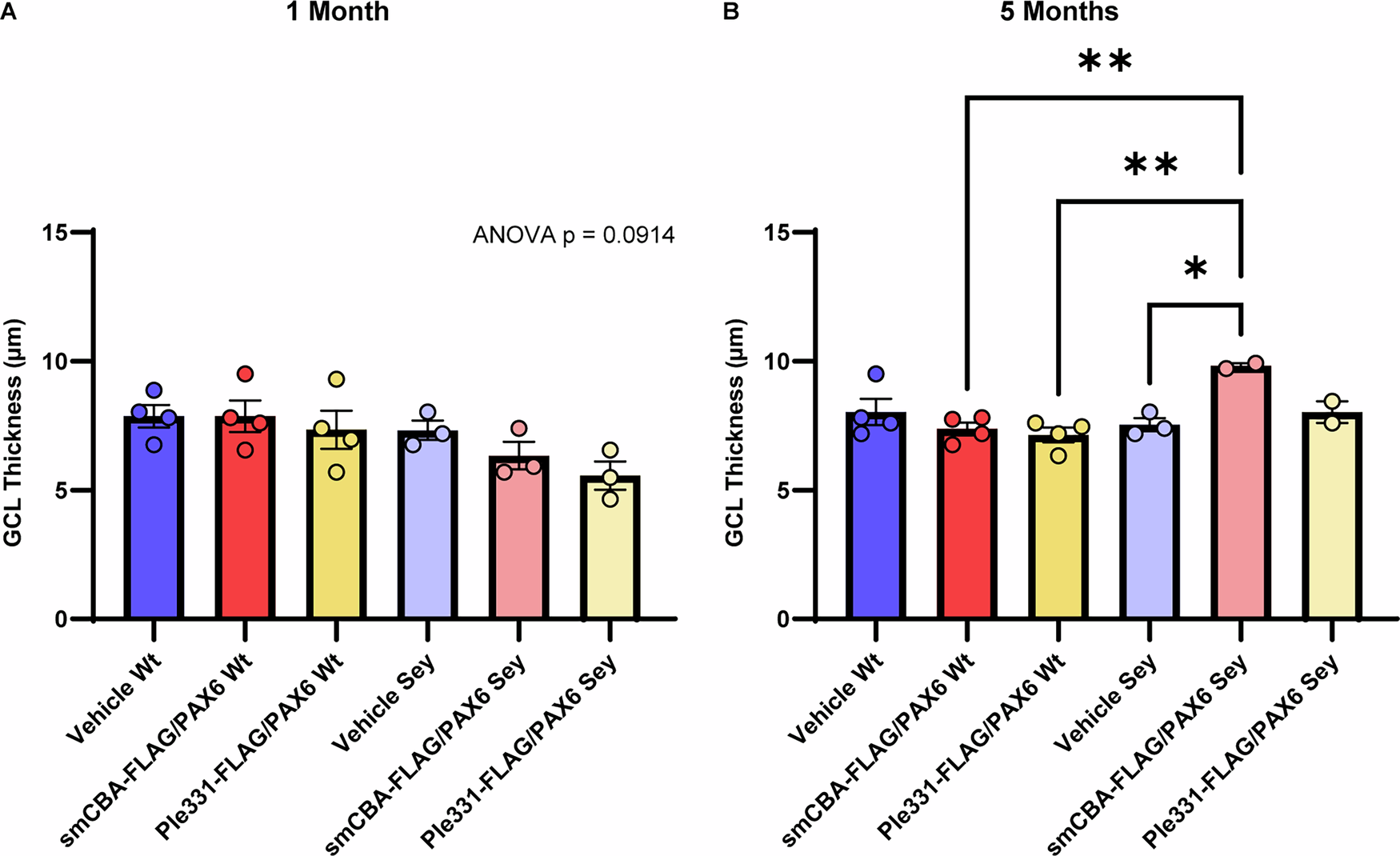 Fig. 6: At 5 months, the eyes of smCBA-FLAG/PAX6-treated Sey mice had significantly thicker ganglion cell layers.