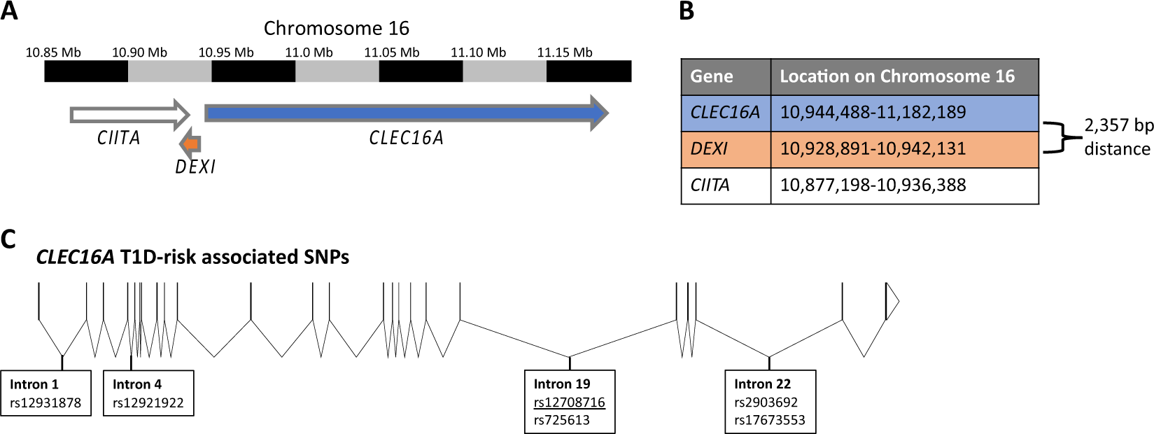 Clarifying the function of genes at the chromosome 20p20 locus in ...