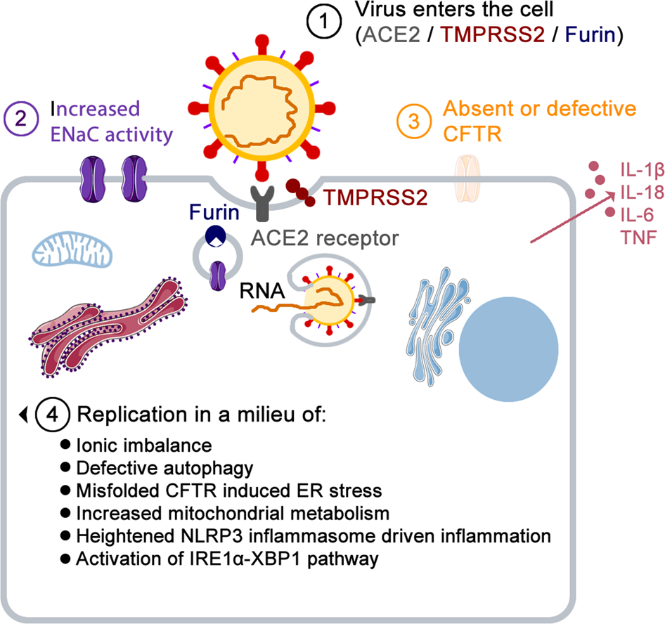 Fig. 1: SARS-CoV-2 and cystic fibrosis.