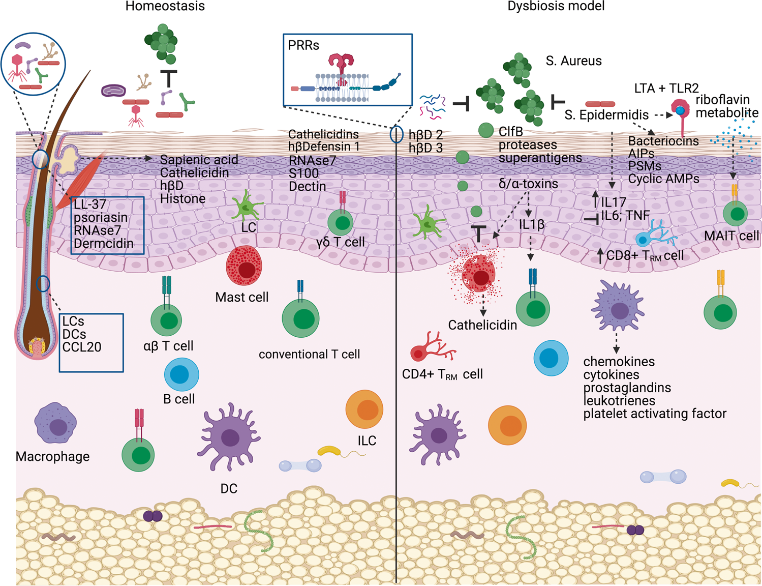 innate immune system skin