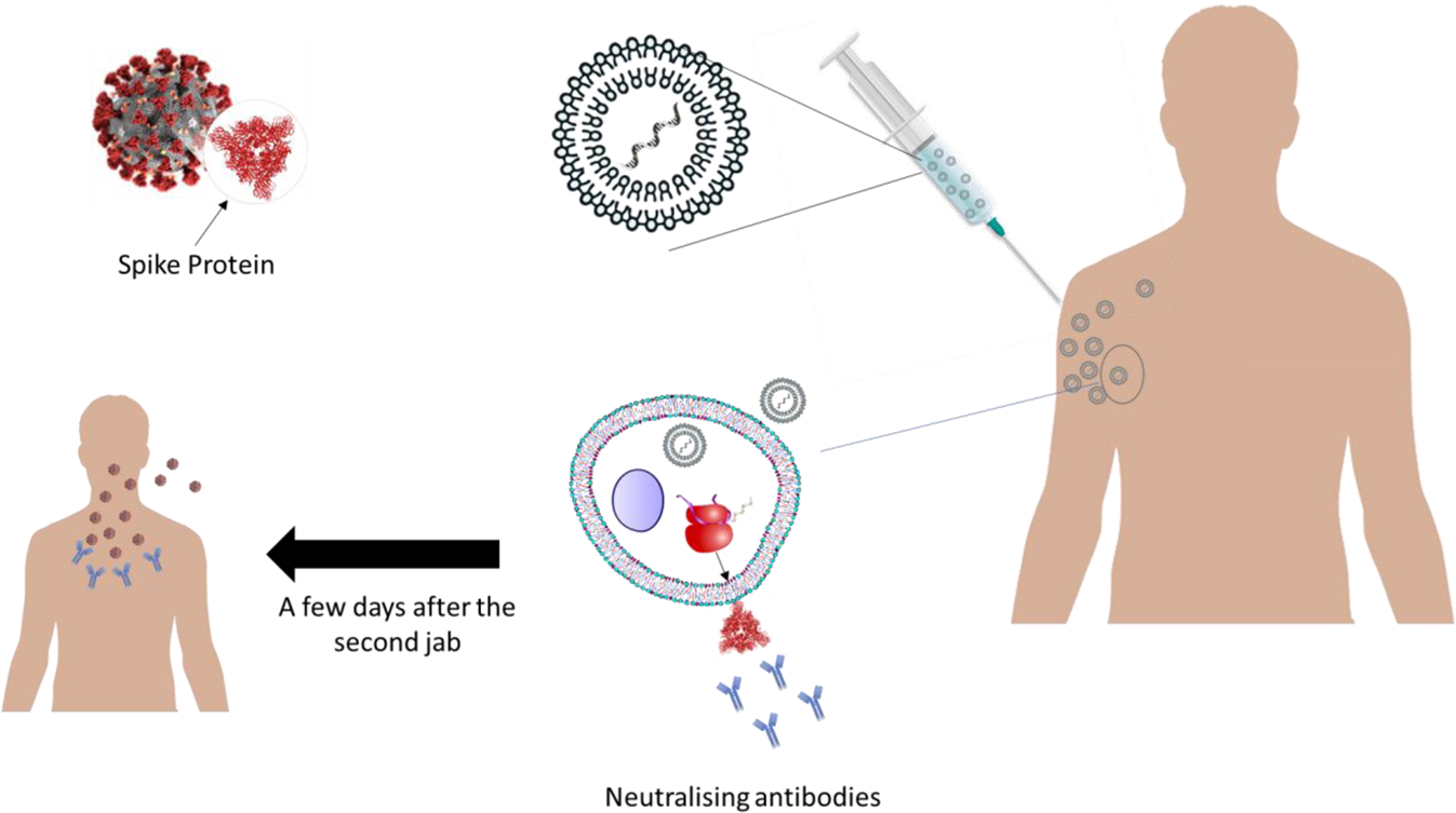 2nd jab meaning