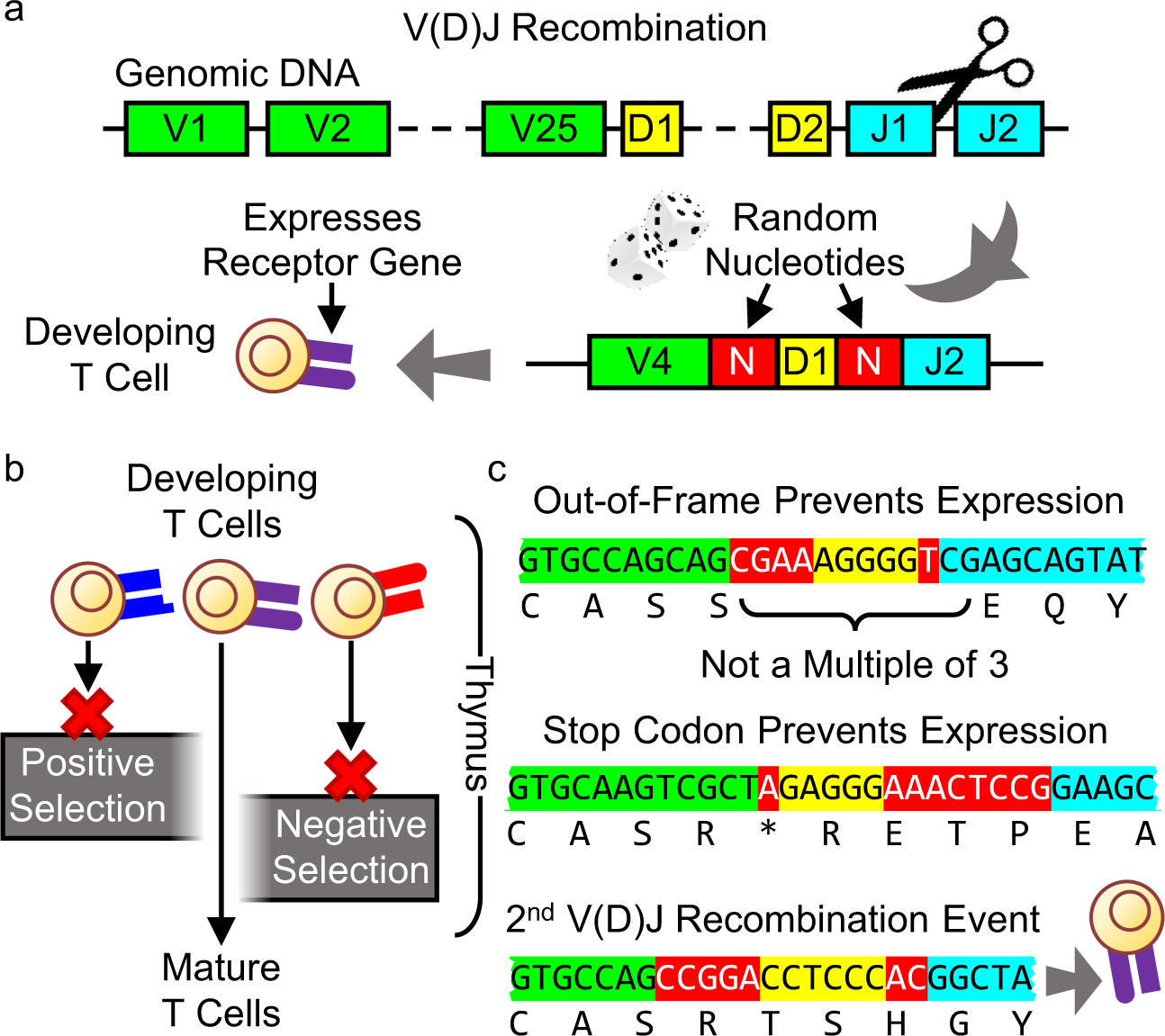 Each T cell receptor (TCR) gene is created without regard for which substances (antigens) the receptor can recognize. T cell selection culls developin