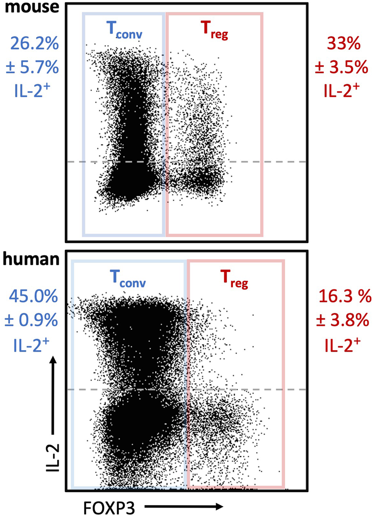 Fig. 1: IL-2 expression in mouse and human conventional and FOXP3+ CD4 T cells.