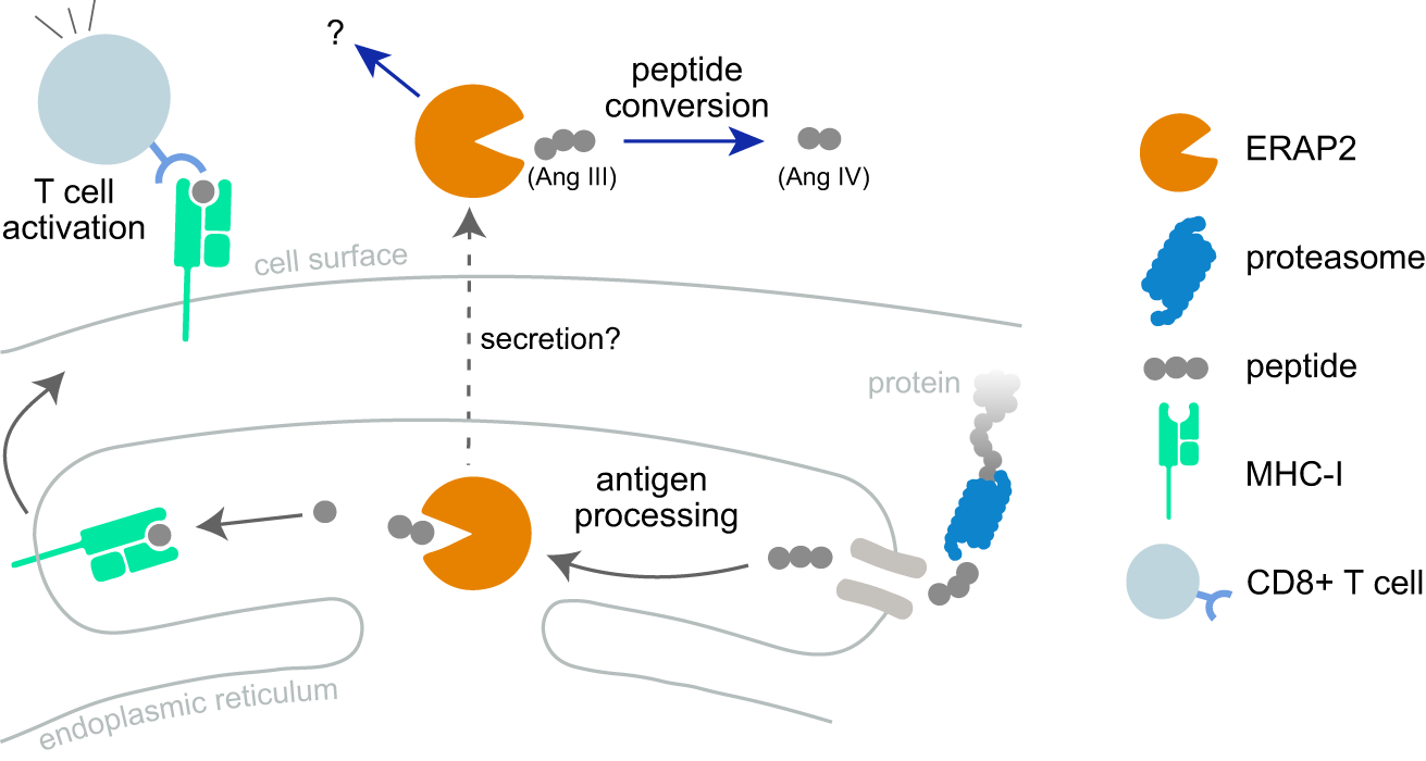 Fig. 1: The biological functions of ERAP2.