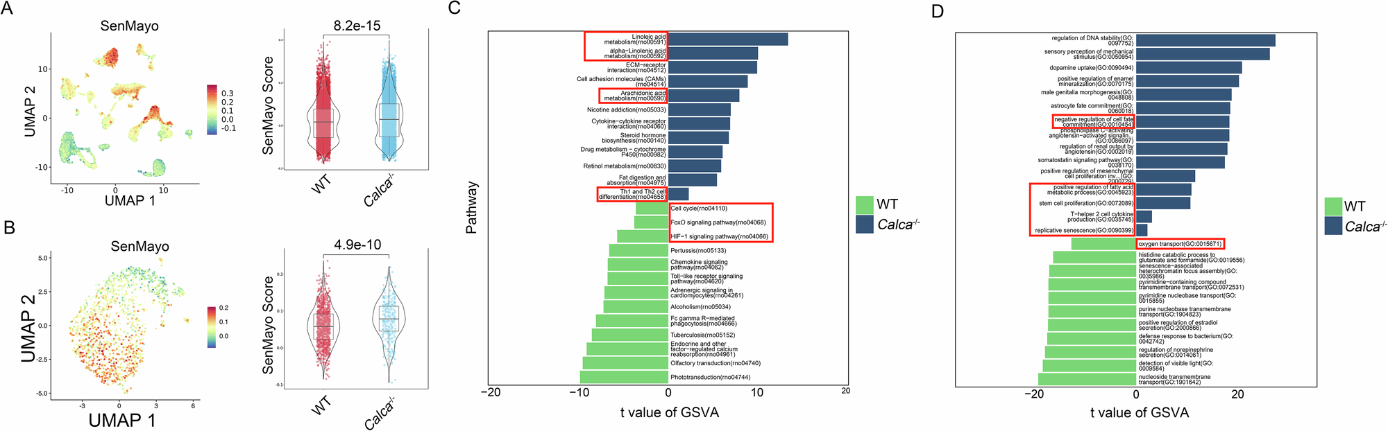 Fig. 4: Lung tissues and AT2 senescence signatures in Calca-/- rats.