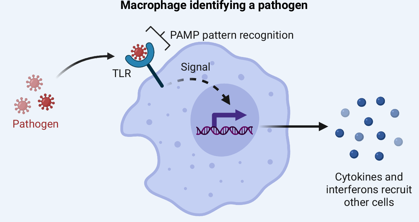 Fig. 1: Illustration of macrophage identifying a pathogen.