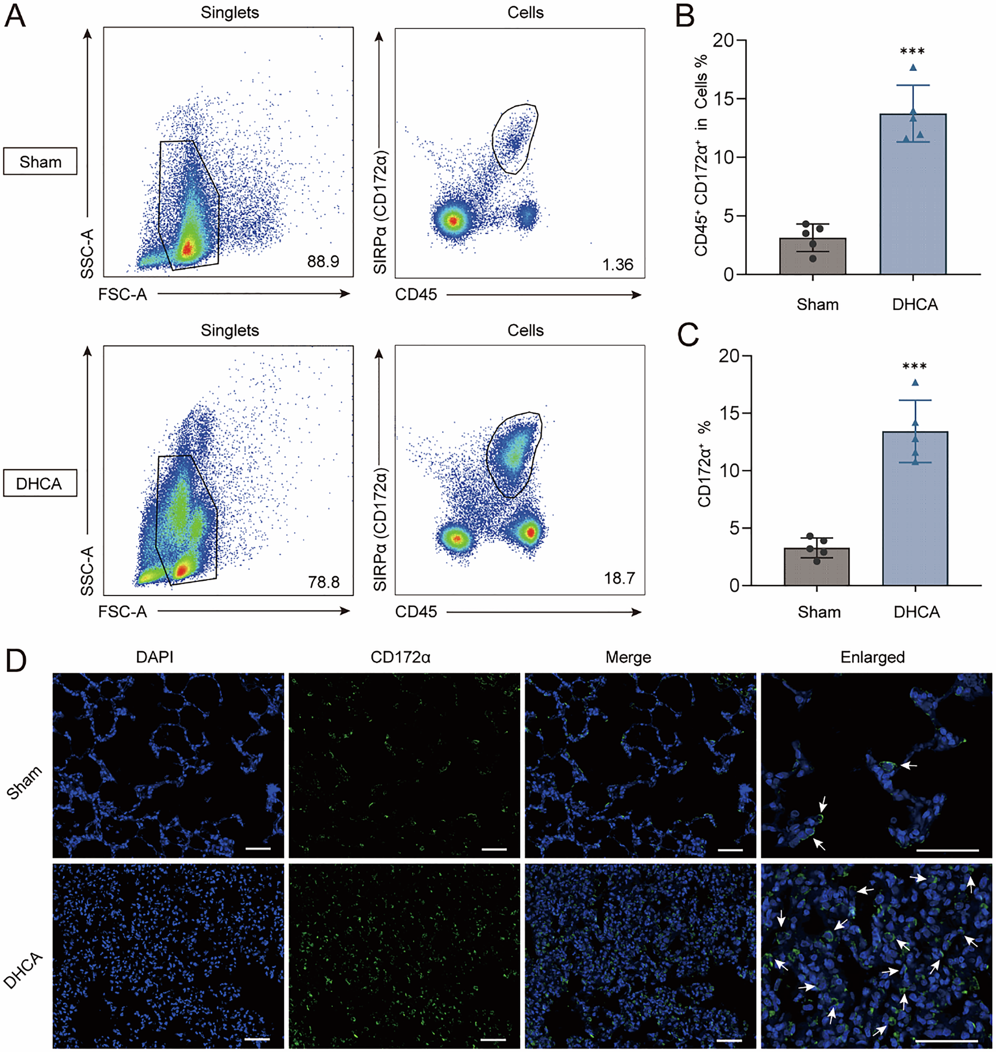 Fig. 1: Increased proportion of monocytes in lung tissue in the DHCA group.