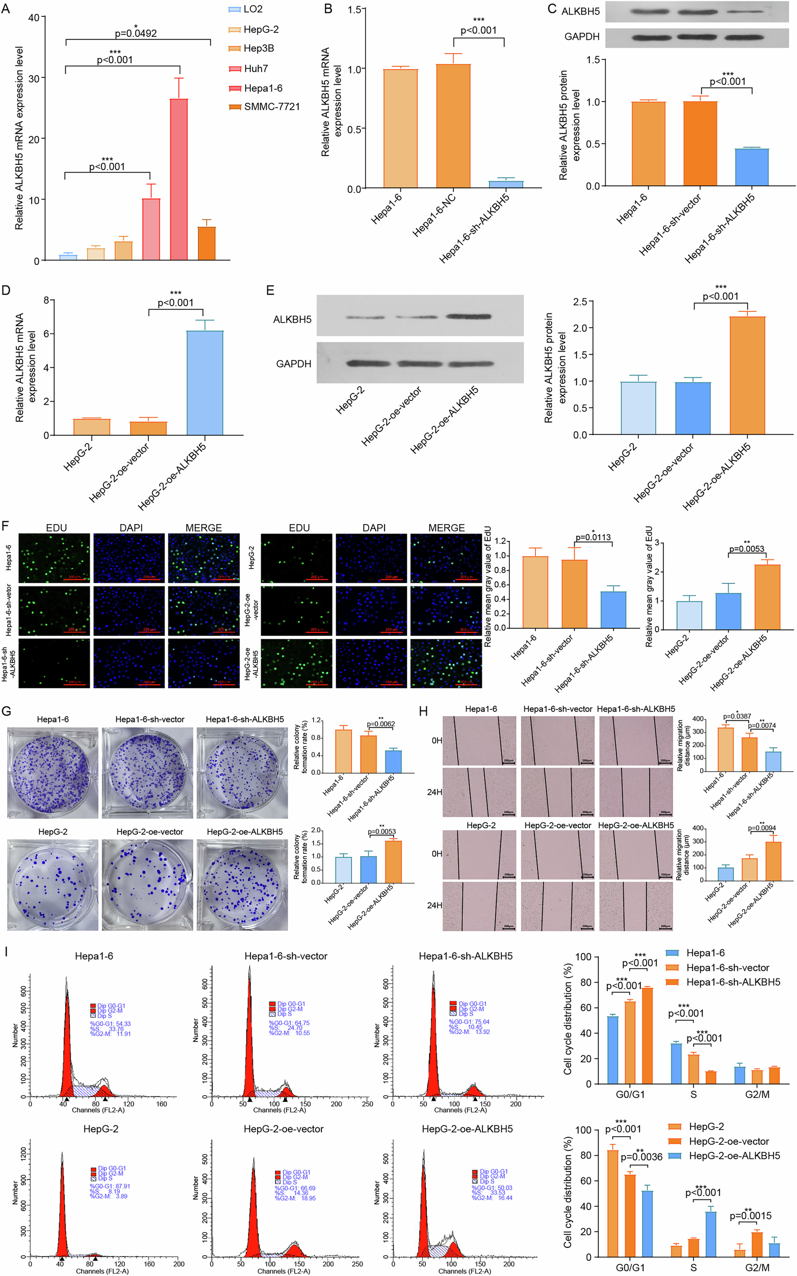 Fig. 5 : ALKBH5 expression enhances malignant phenotypes in HCC cells.
