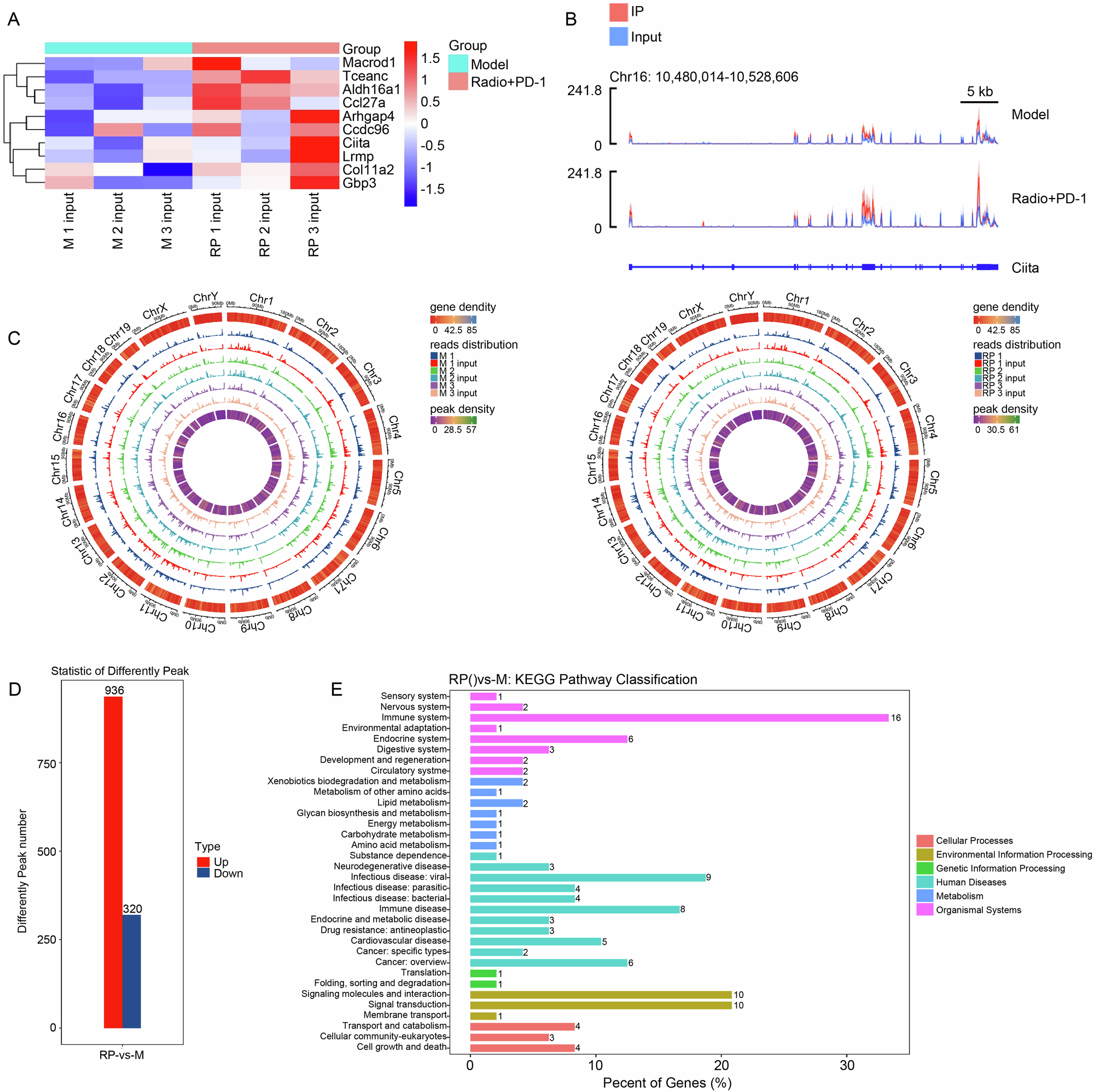 Fig. 7: Radiotherapy combined with immunotherapy enhances m6A modification of CIITA.