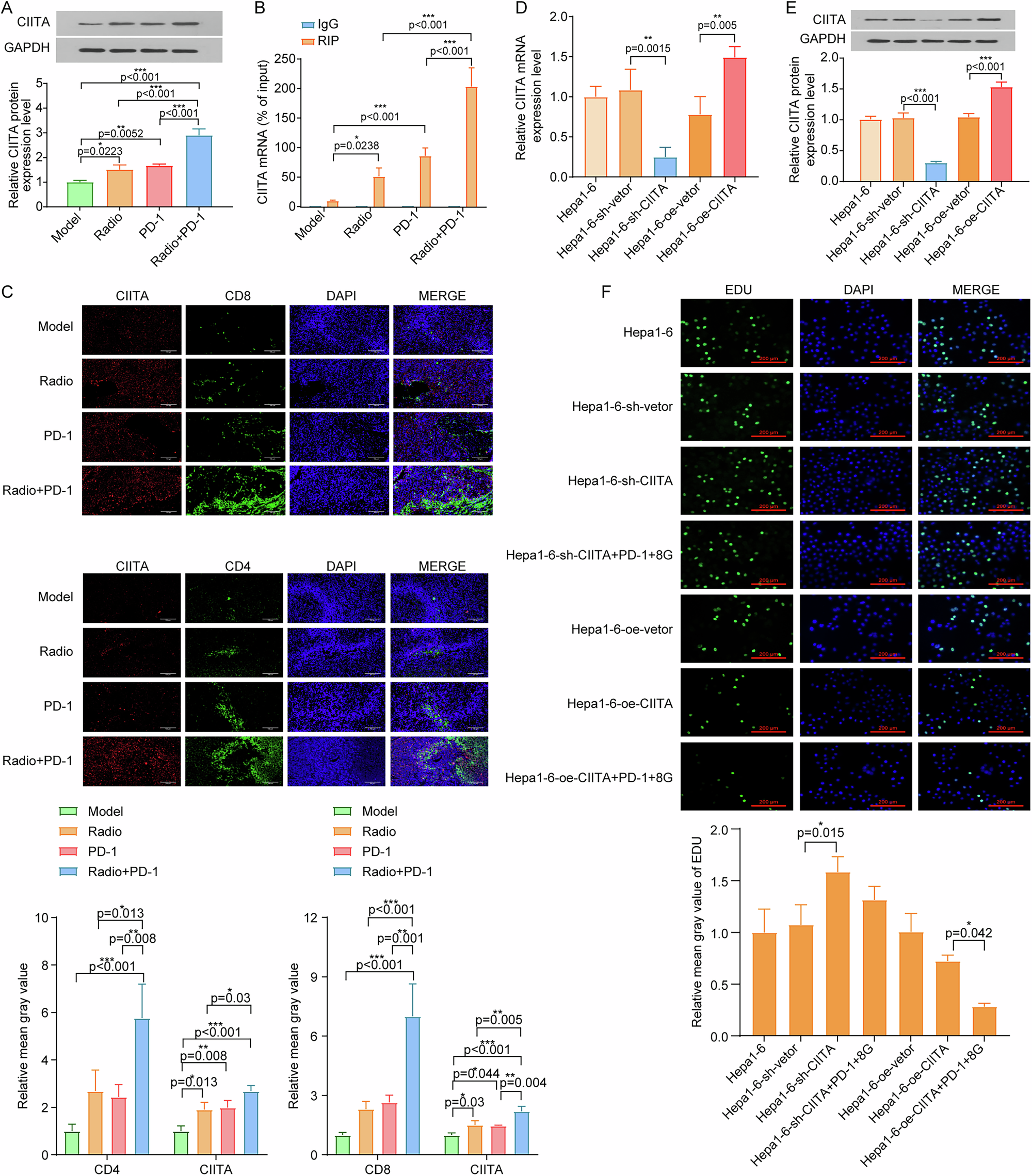 Fig. 9: CIITA expression is upregulated by combined radiotherapy and immunotherapy and suppresses tumor cell proliferation via T cell engagement.