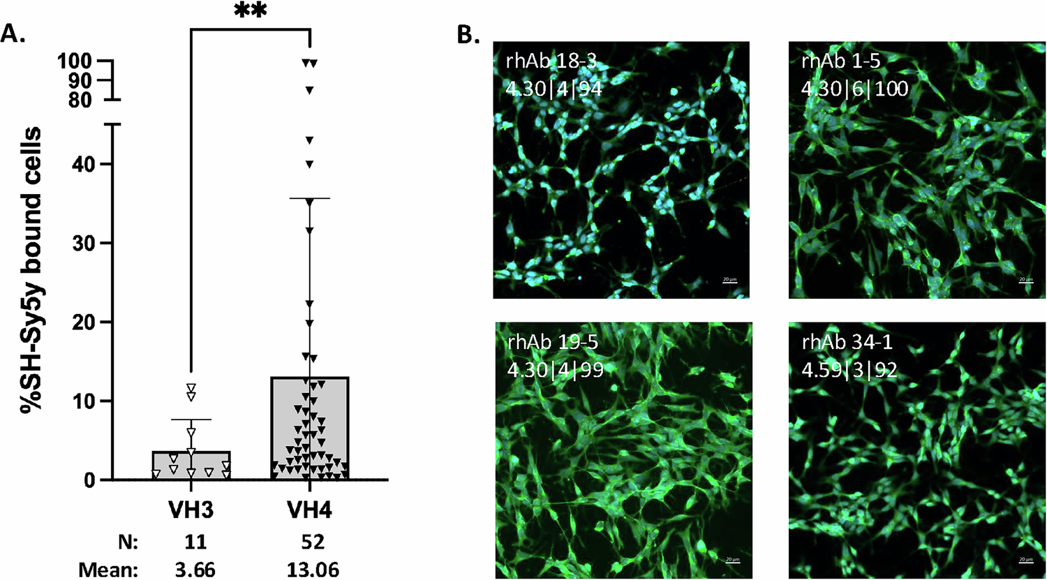 Fig. 3: VH4+ antibodies from pwRIS are enriched for reactivity to human neurons.
