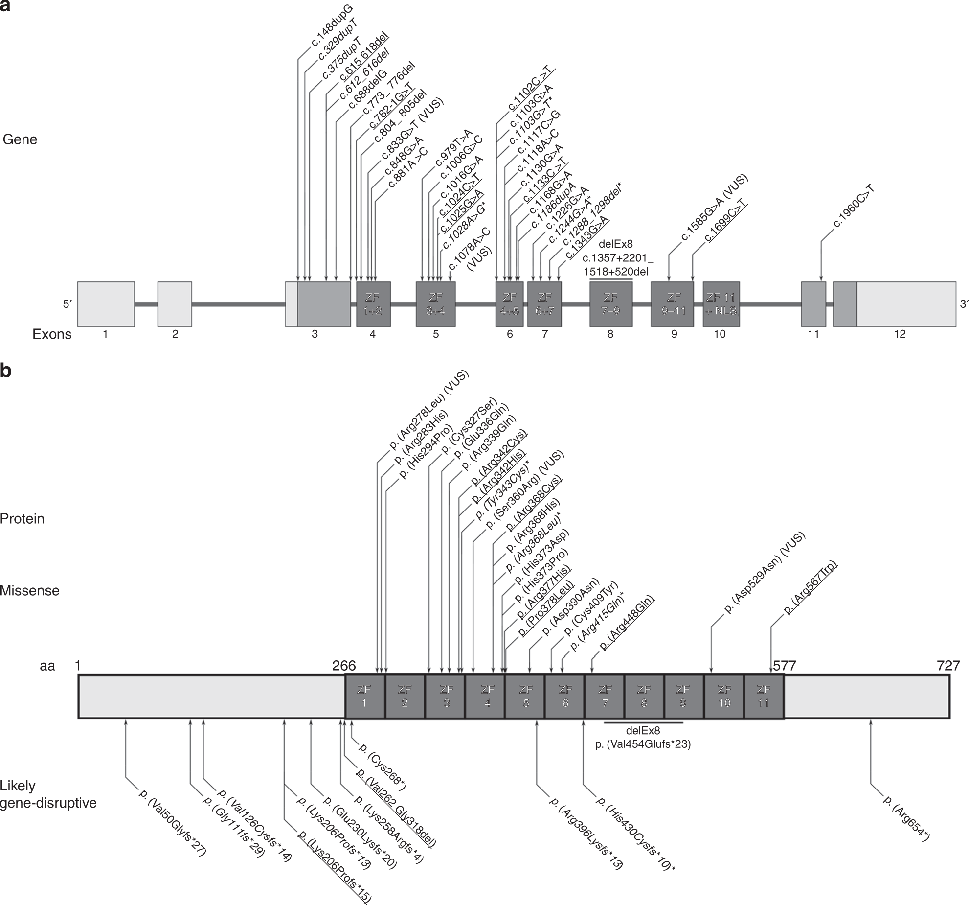 Ctcf Variants In 39 Individuals With A Variable Neurodevelopmental Disorder Broaden The Mutational And Clinical Spectrum Genetics In Medicine