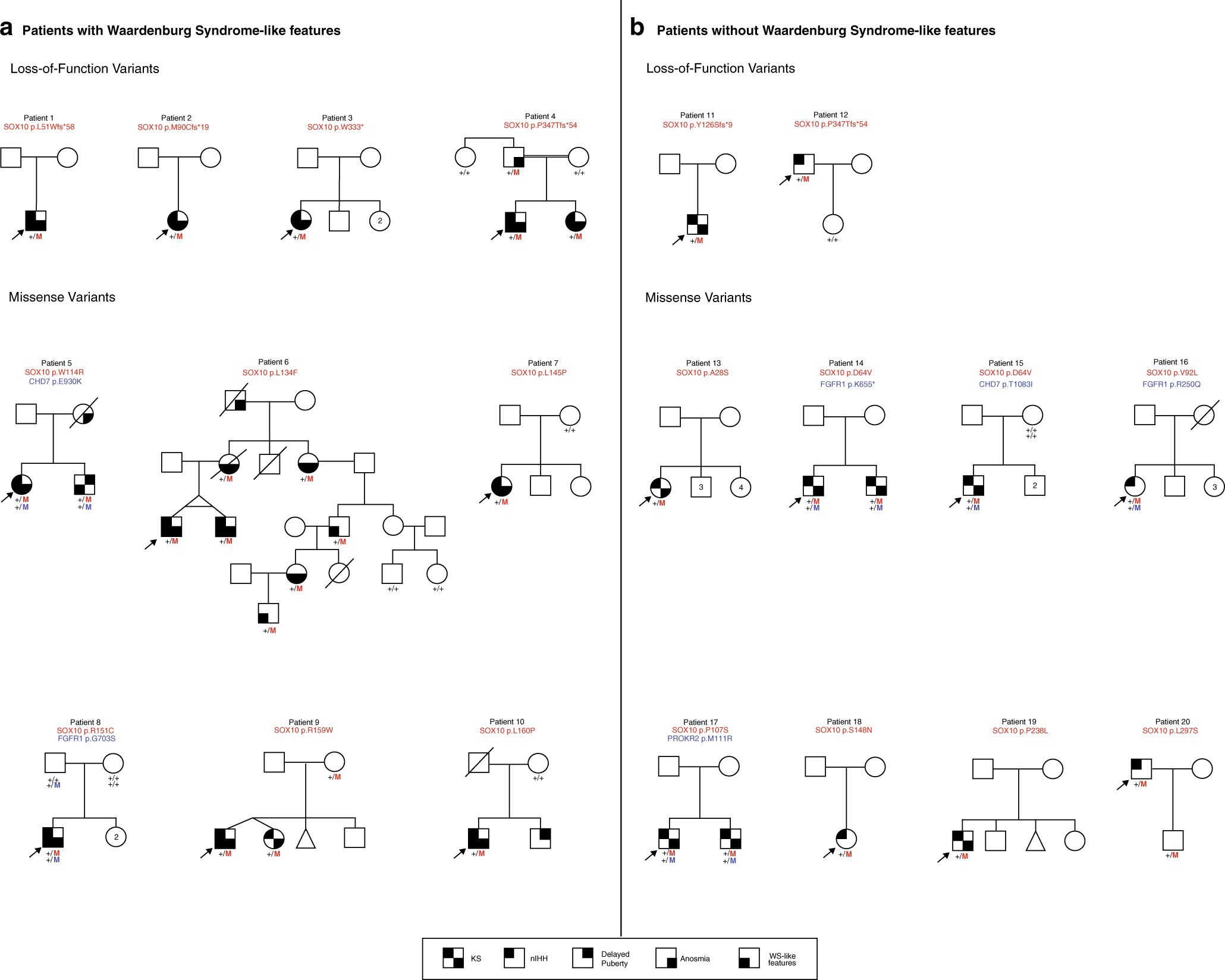 Fig. 1: Family pedigrees of probands with SOX10 rare sequence variants (RSVs) identified in the Massachusetts General Hospital (MGH) idiopathic hypogonadotropic hypogonadism (IHH) cohort.