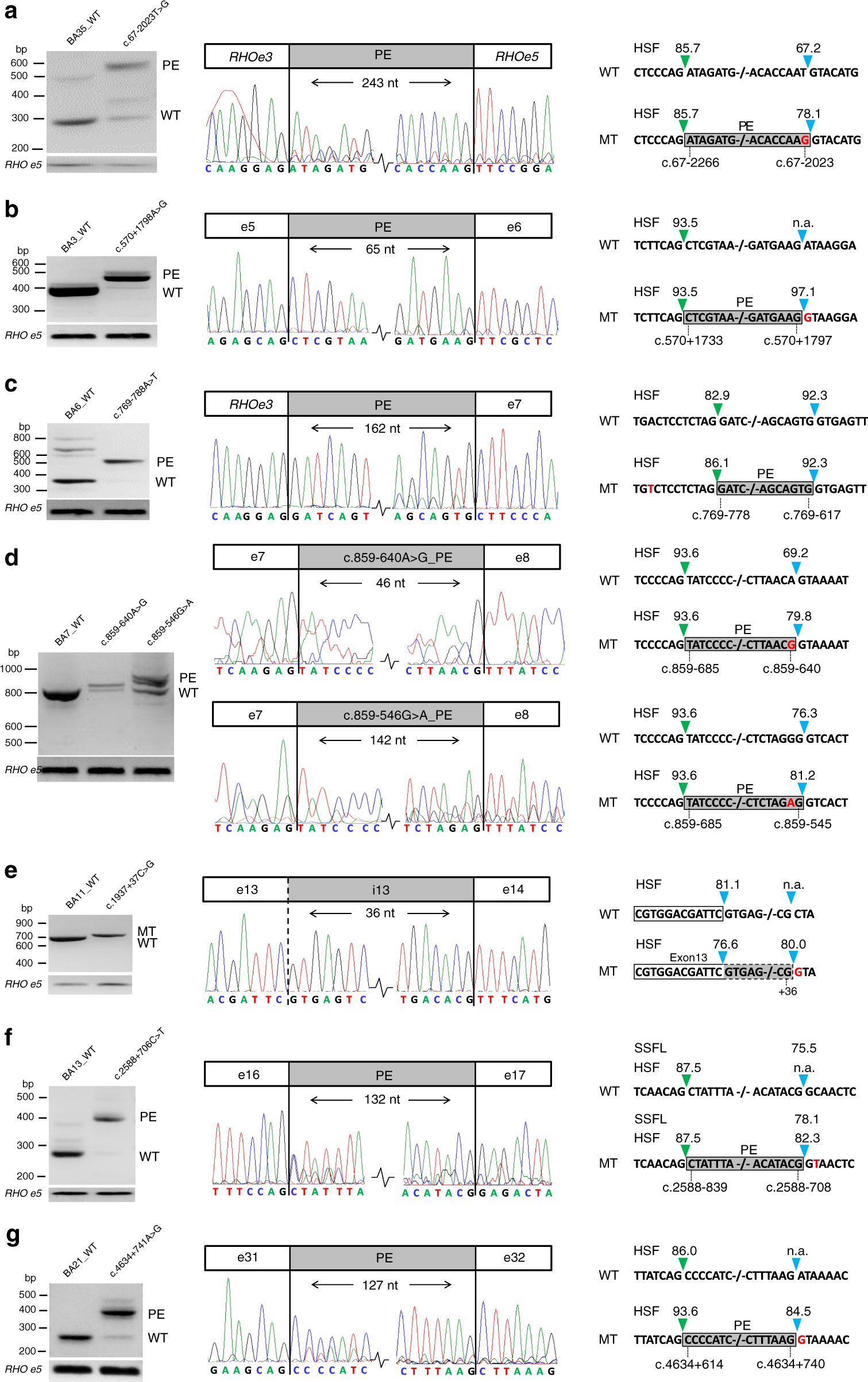 Fig. 2: Novel splice defects due to deep-intronic ABCA4 variants.