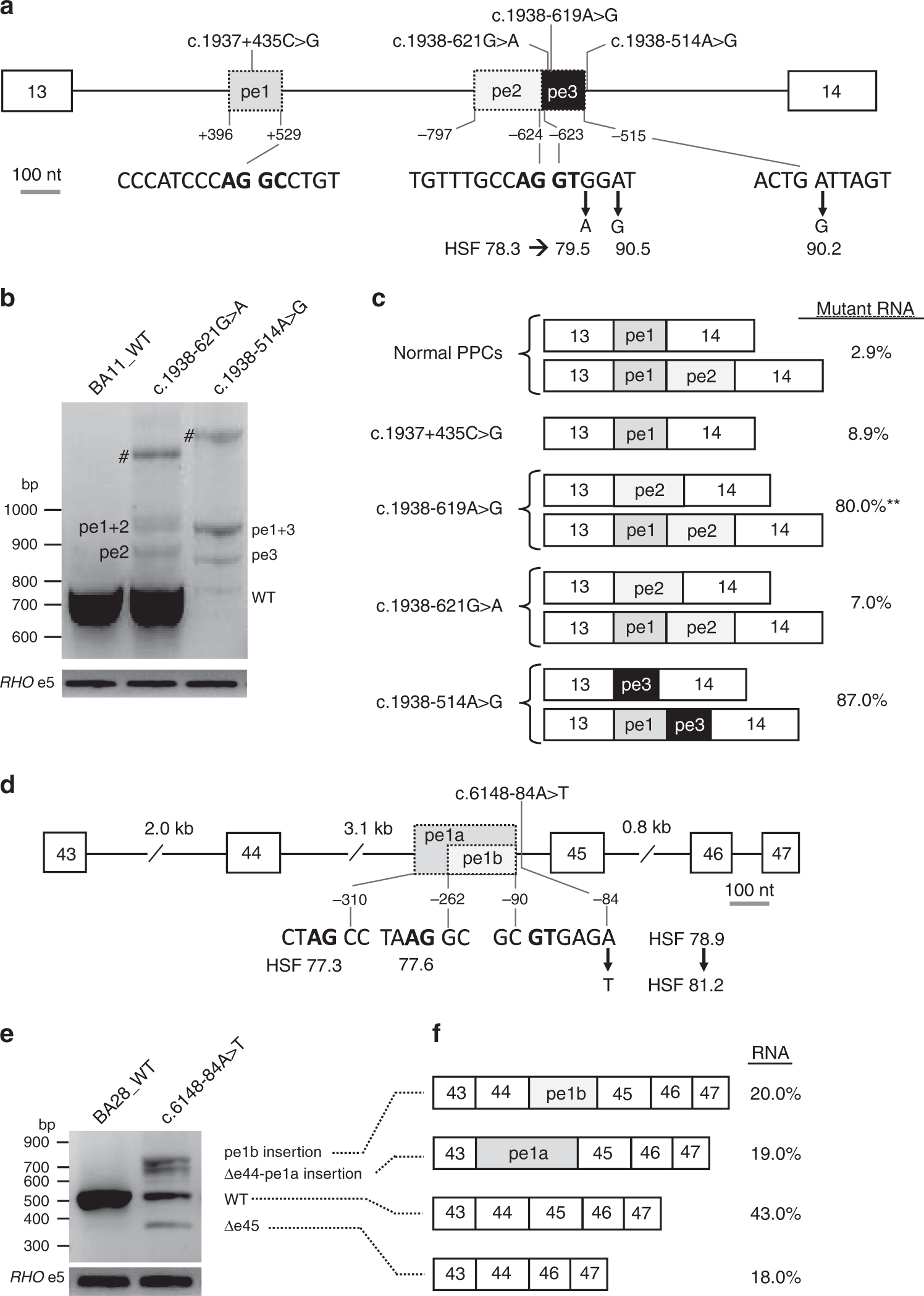 Fig. 3: Splice defects due to variants in ABCA4 introns 13 and 44.