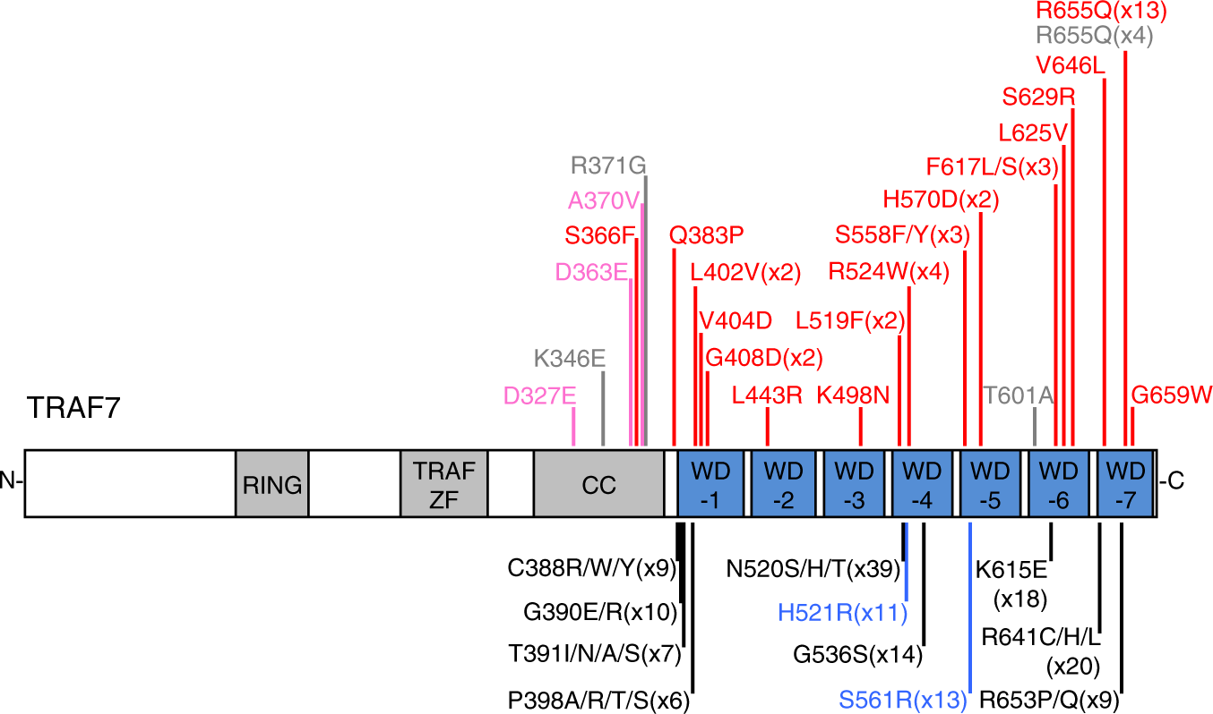 Phenotypic Spectrum And Transcriptomic Profile Associated With Germline Variants In Traf7 Genetics In Medicine