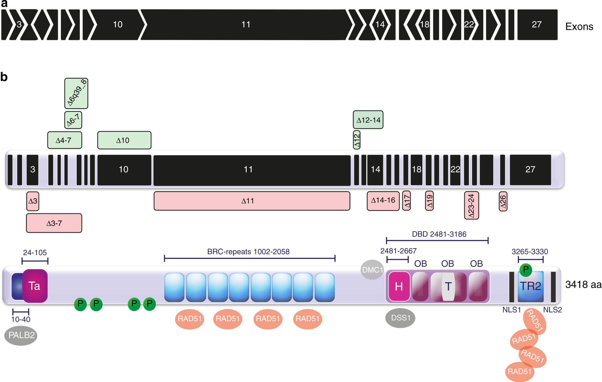 Fig. 2: Schematic overview of BRCA2 reading frame and functionality
of alternative isoforms.