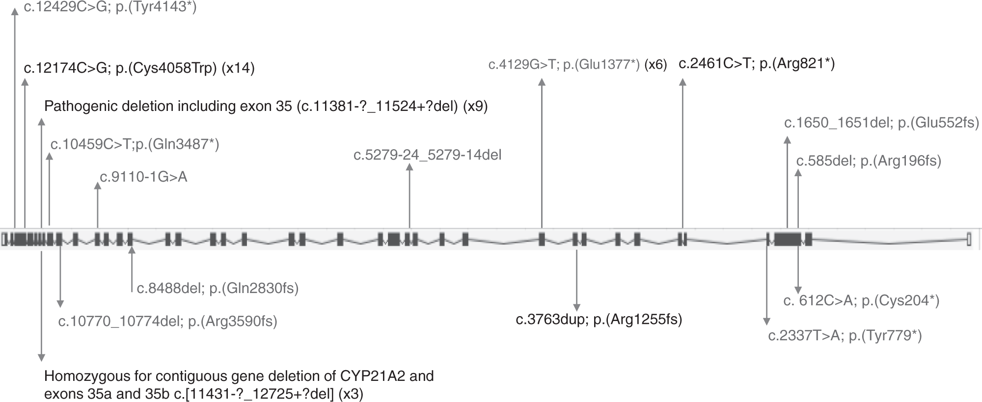 Fig. 2: TNXB (likely) pathogenic variants identified (likely) pathogenic variants in TNXB gene28.