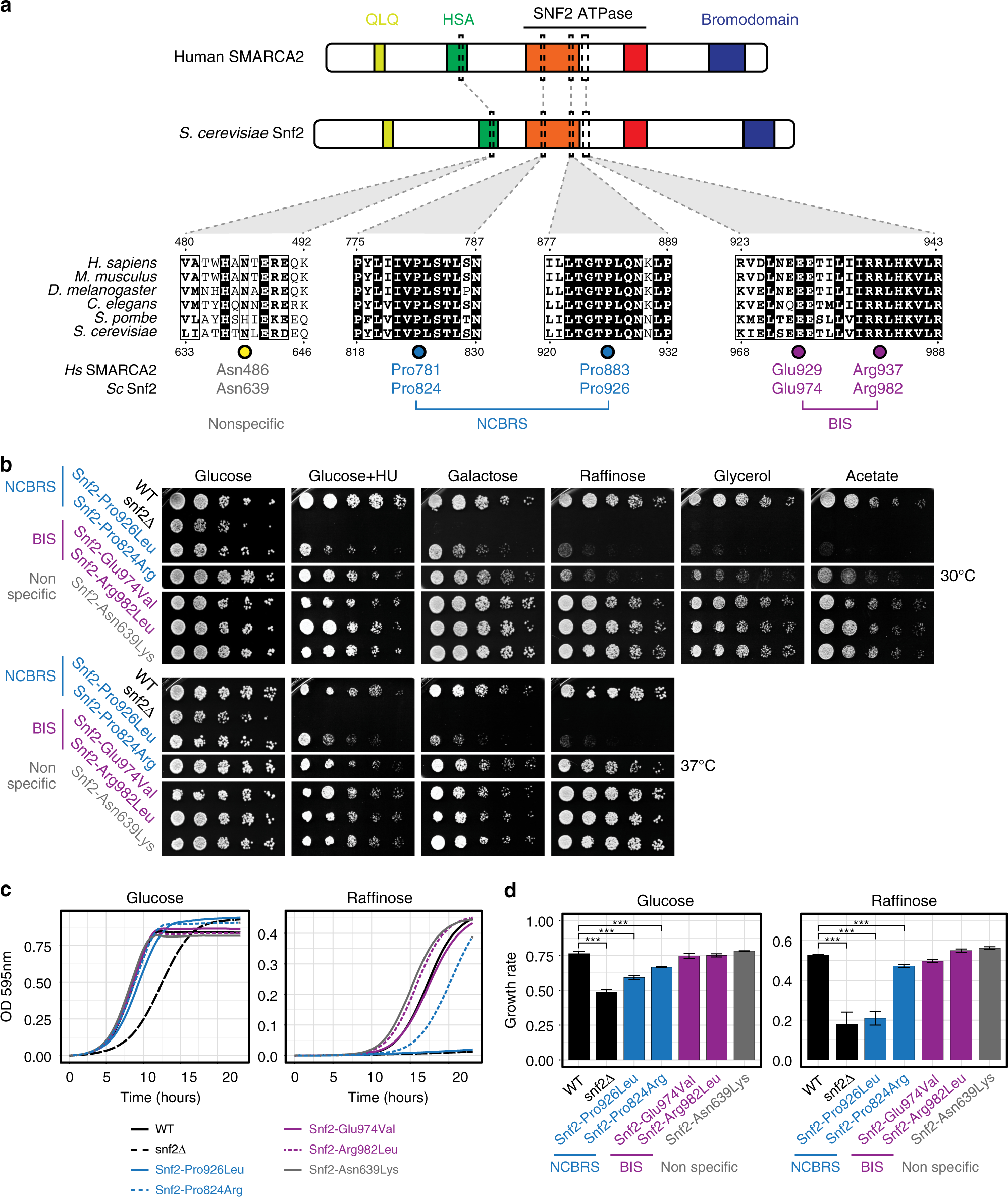 Fig. 3: Phenotypic effects of SMARCA2 (Snf2) variants in S. cerevisiae.
