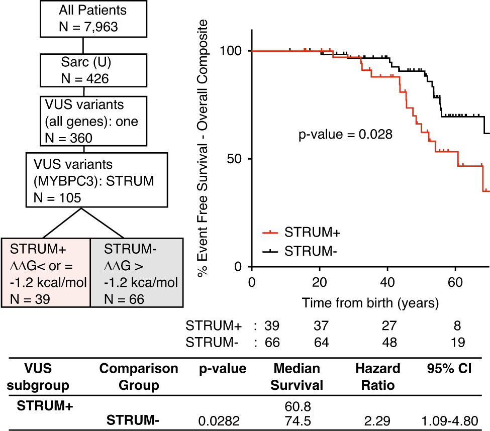Fig. 1: Patients with a MYBPC3 VUS identified as deleterious by STRUM (STRUM+) are associated with an increased risk for adverse hypertrophic cardiomyopathy (HCM)-related outcomes.