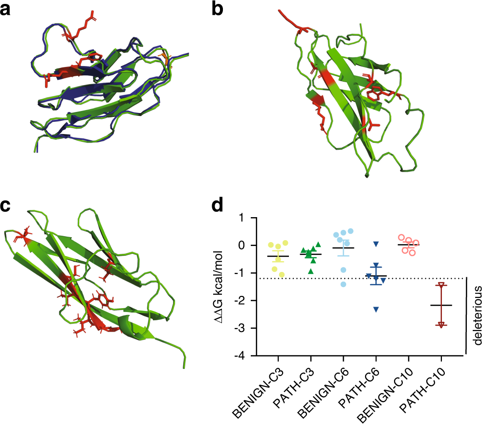 Fig. 4: Structural analysis of pathogenic missense MYBPC3 variants.