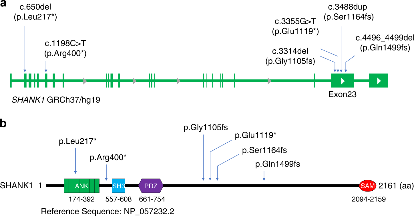 Fig. 1: De novo SHANK1 variants identified in patients with developmental delay and autism.