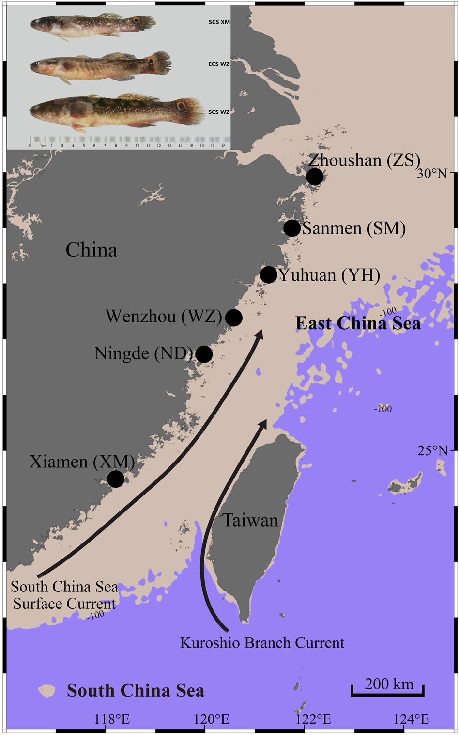 Characterization of hybridization within a secondary contact region of the  inshore fish, Bostrychus sinensis, in the East China Sea | Heredity