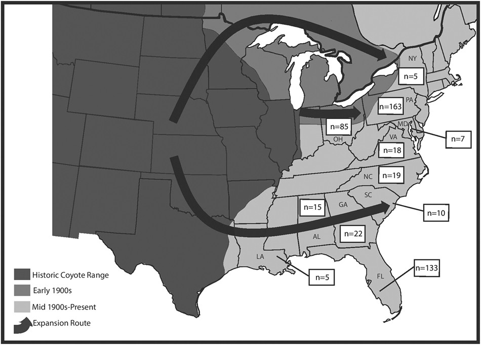 Demographic history influences spatial patterns of genetic diversityin  recently expanded coyote (Canis latrans) populations | Heredity