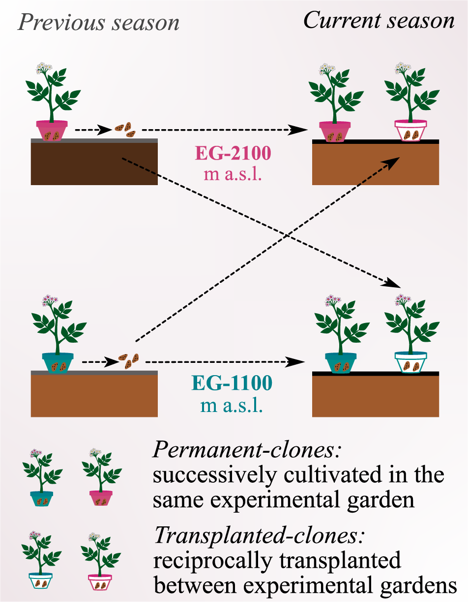 Environmentally induced phenotypic plasticity and DNA methylation changes in a wild potato growing in two contrasting Andean experimental gardens Heredity photo