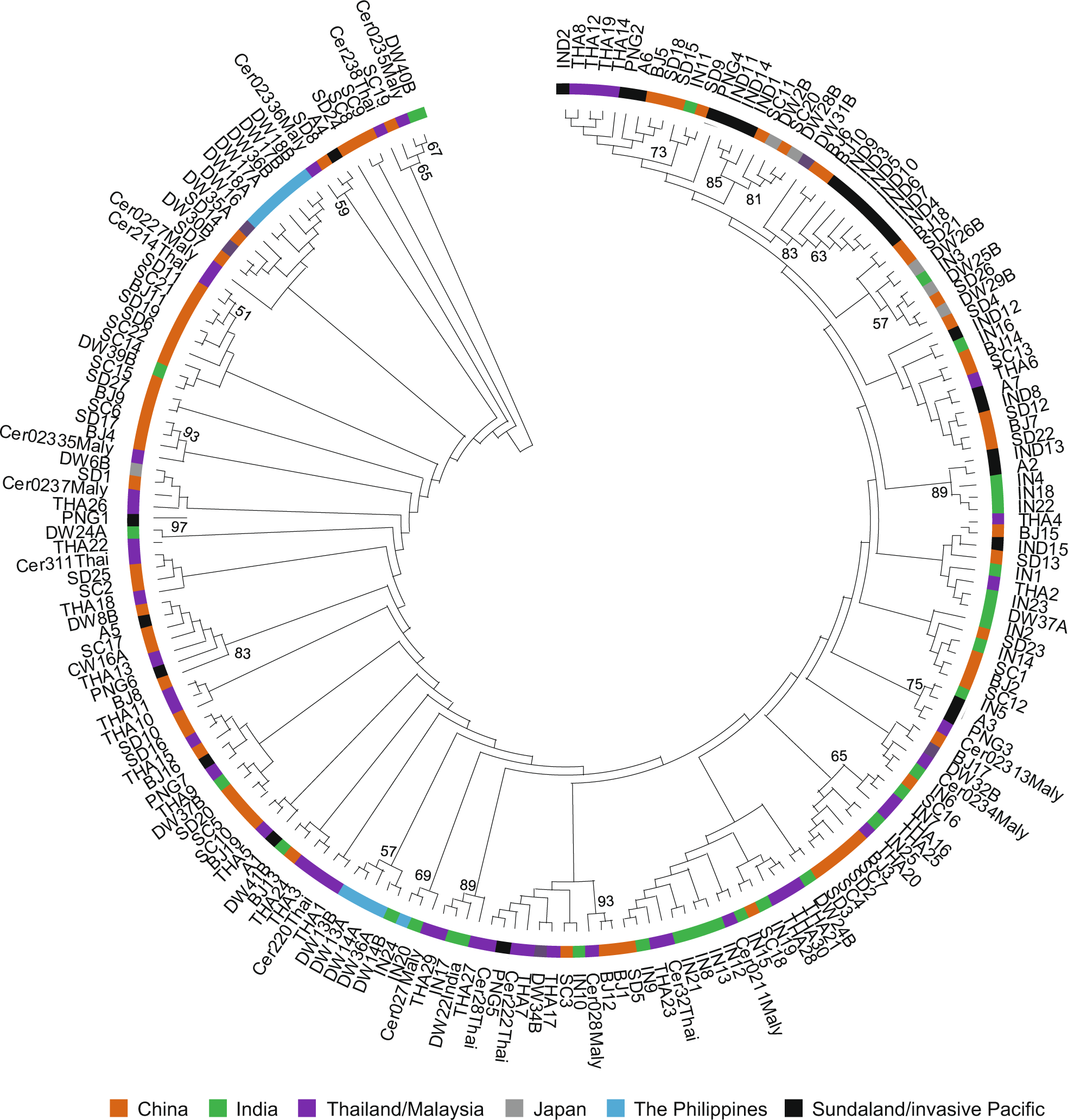 Fig. 3: The genealogy of csd alleles inferred using the maximum likelihood method.