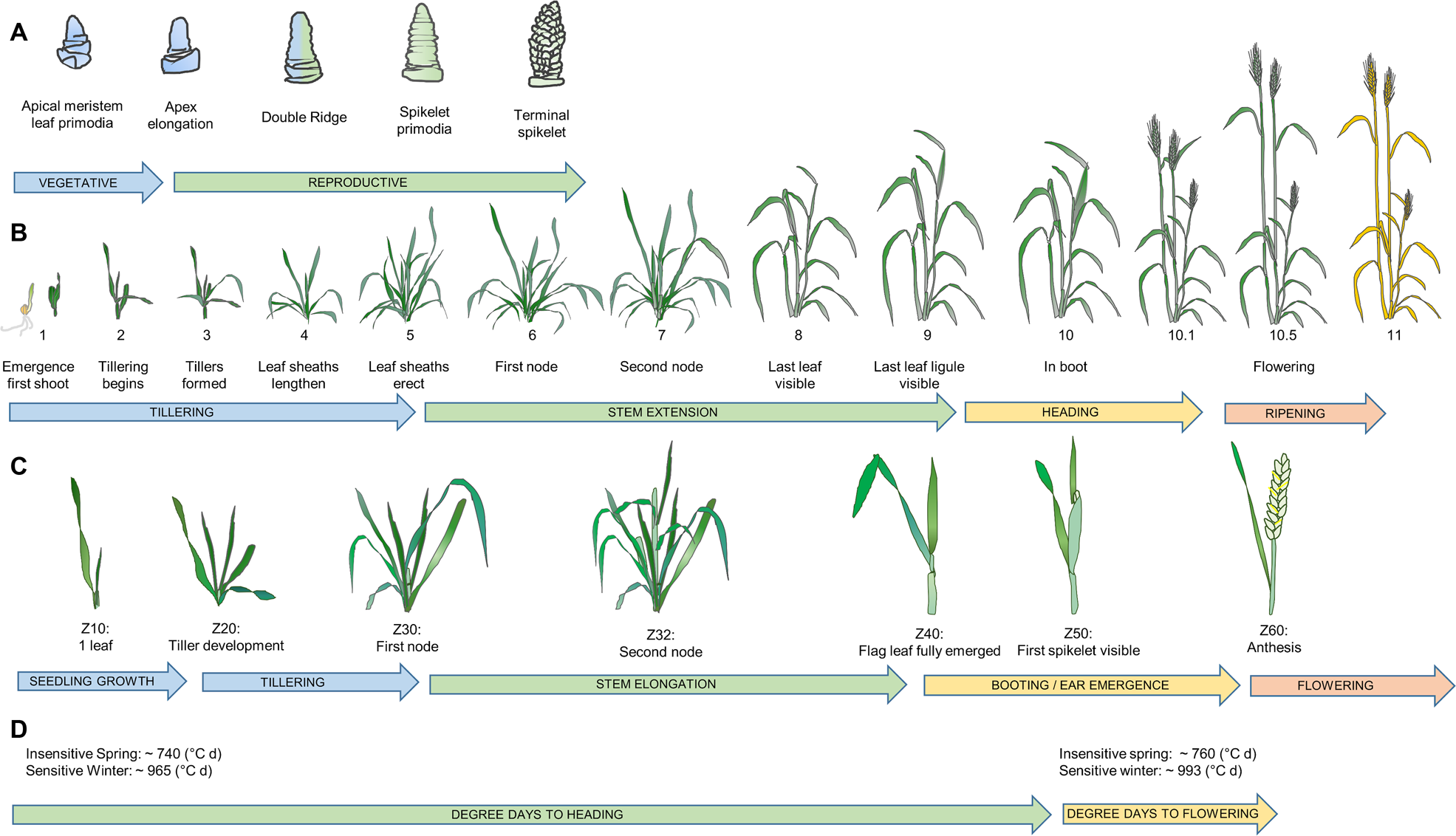 Phenology and related traits for wheat adaptation | Heredity