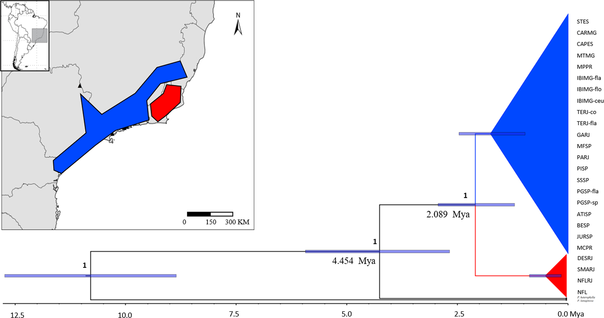 Fig. 5: Species tree resulting from the BEAST analysis of plastid DNA regions of Pitcairnia flammea species complex.