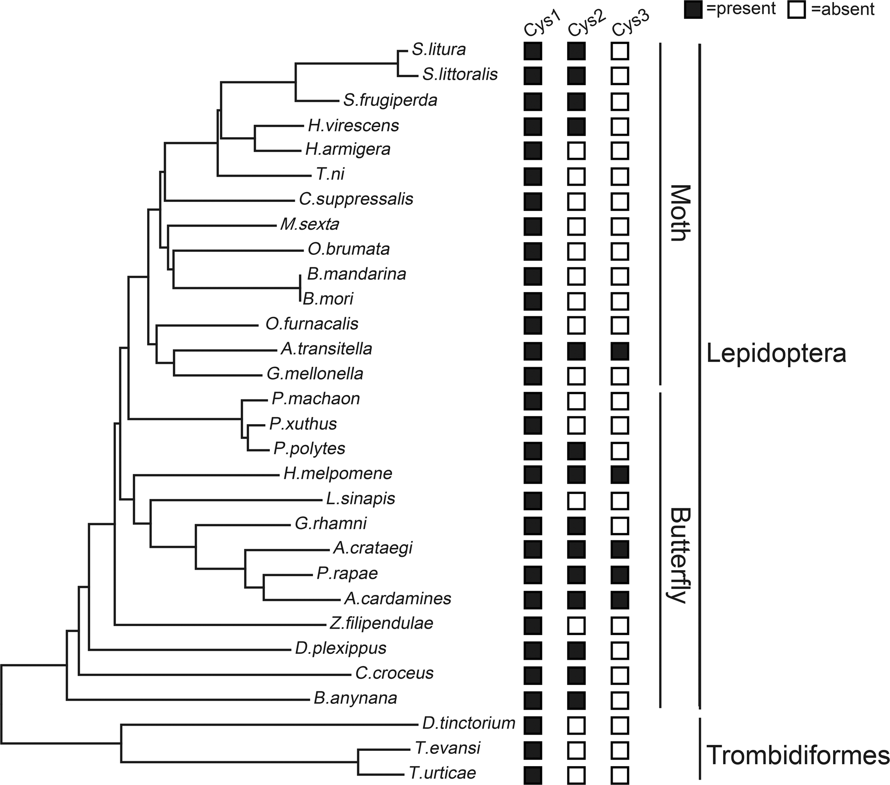 Fig. 2: Identification of CYS copy number in mites and Lepidoptera.