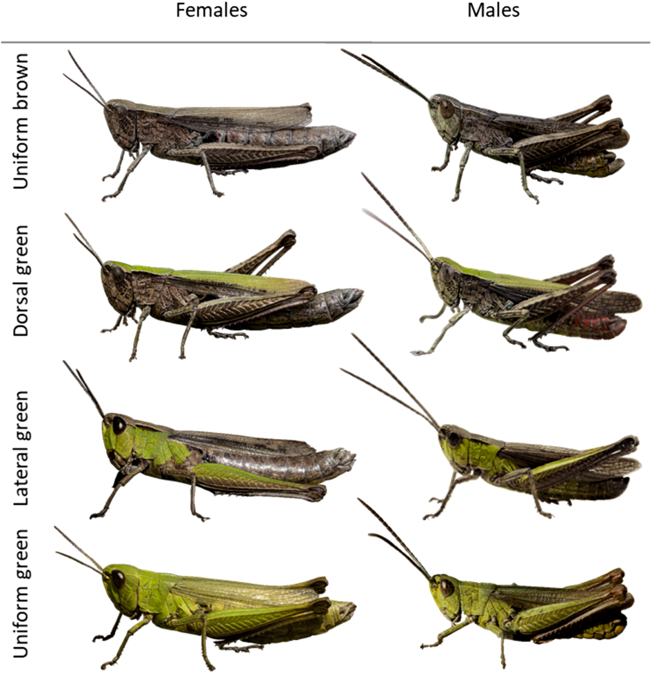 Simple inheritance of color and pattern polymorphism in the steppe grasshopper Chorthippus dorsatus | Heredity Simple inheritance of color and pattern polymorphism in the steppe grasshopper Chorthippus dorsatus | Heredity