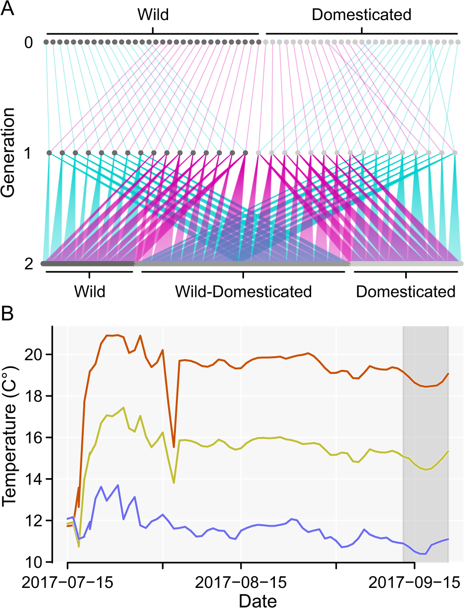 Fig. 1: Pedigree depicting breeding design and line plot showing experimental temperatures.