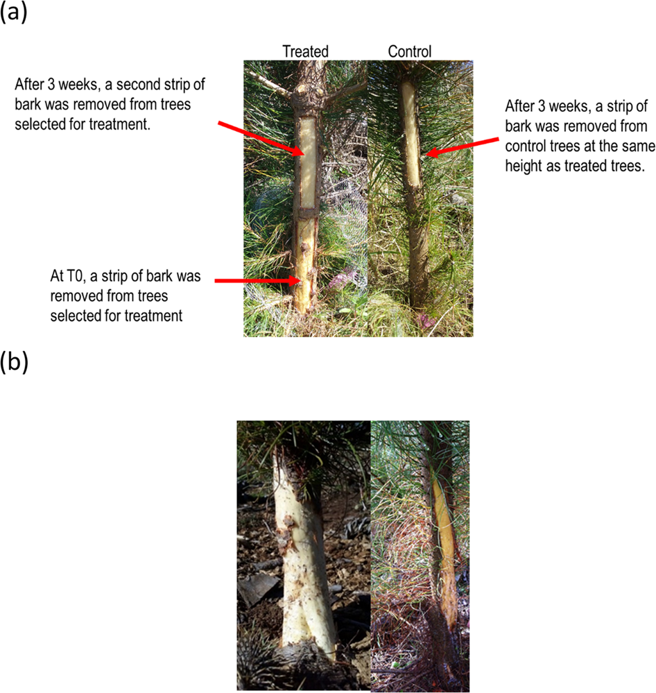 Additive genetic variation in Pinus radiata bark chemistry and the chemical  traits associated with variation in mammalian bark stripping | Heredity