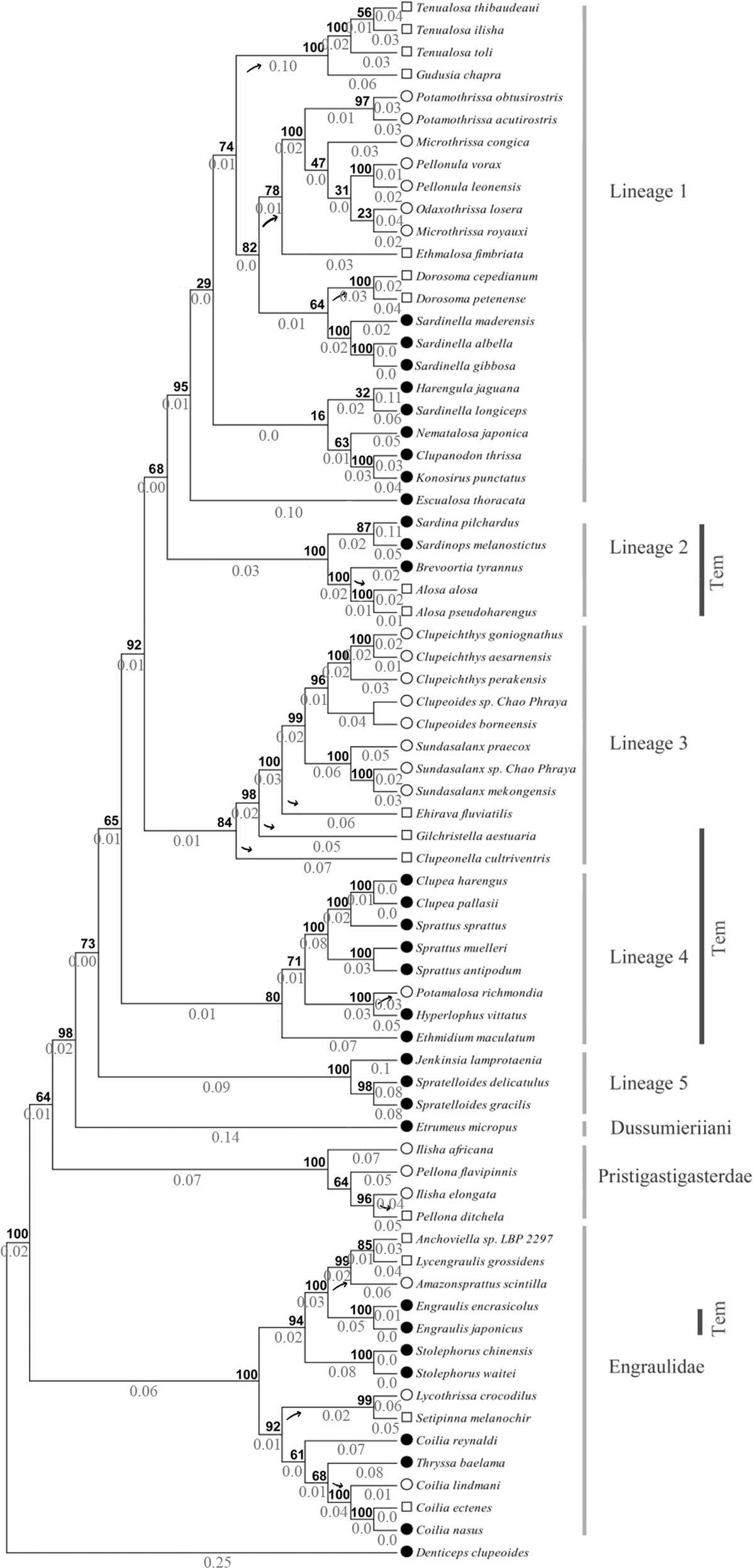 Fig. 2: Maximum likelihood phylogenetic tree generated out of complete mitogenome nucleotide sequences of Clupeoids.