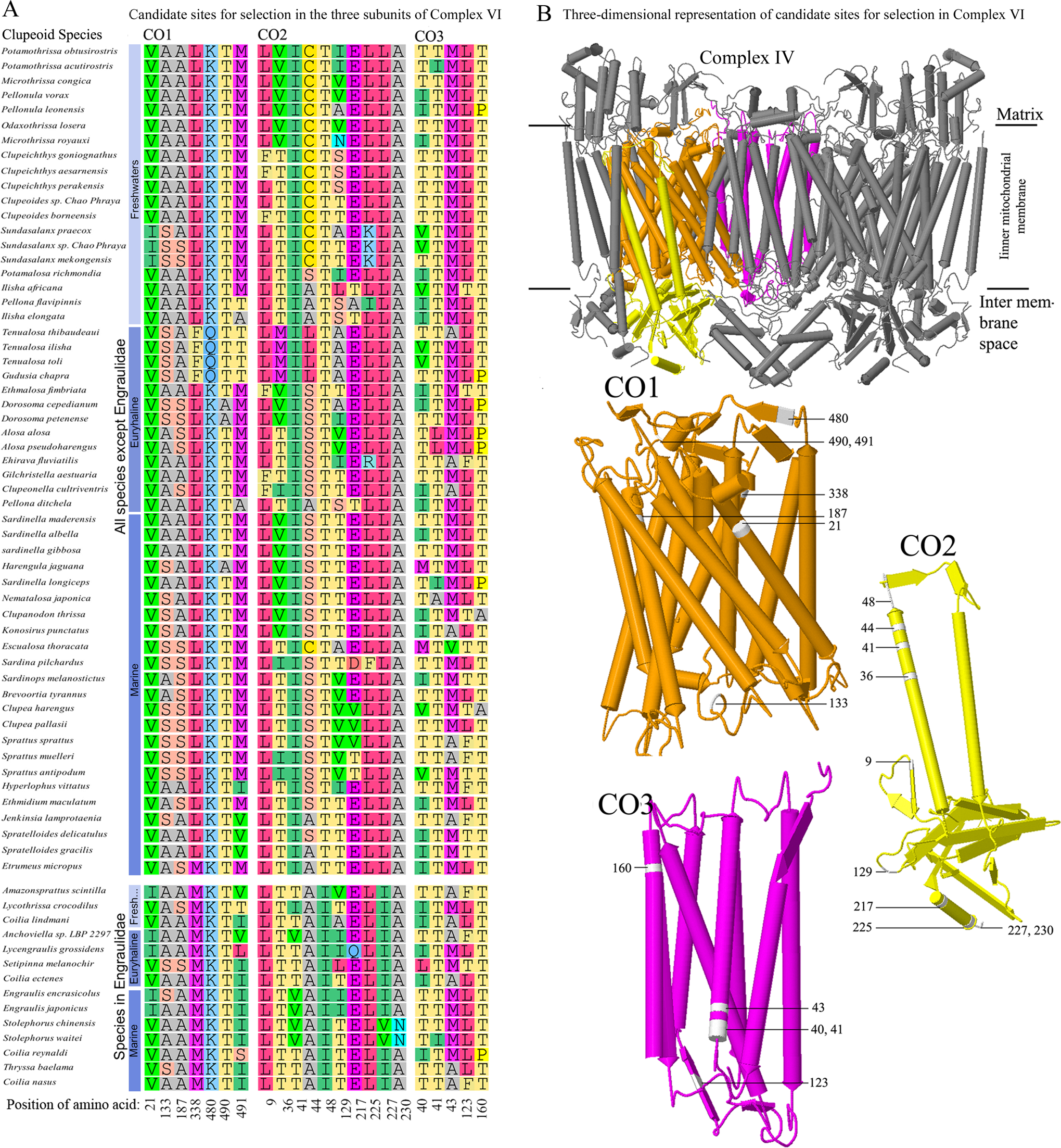 Fig. 5: Candidate sites for selection in Cytochrome C Oxidase (Complex IV).