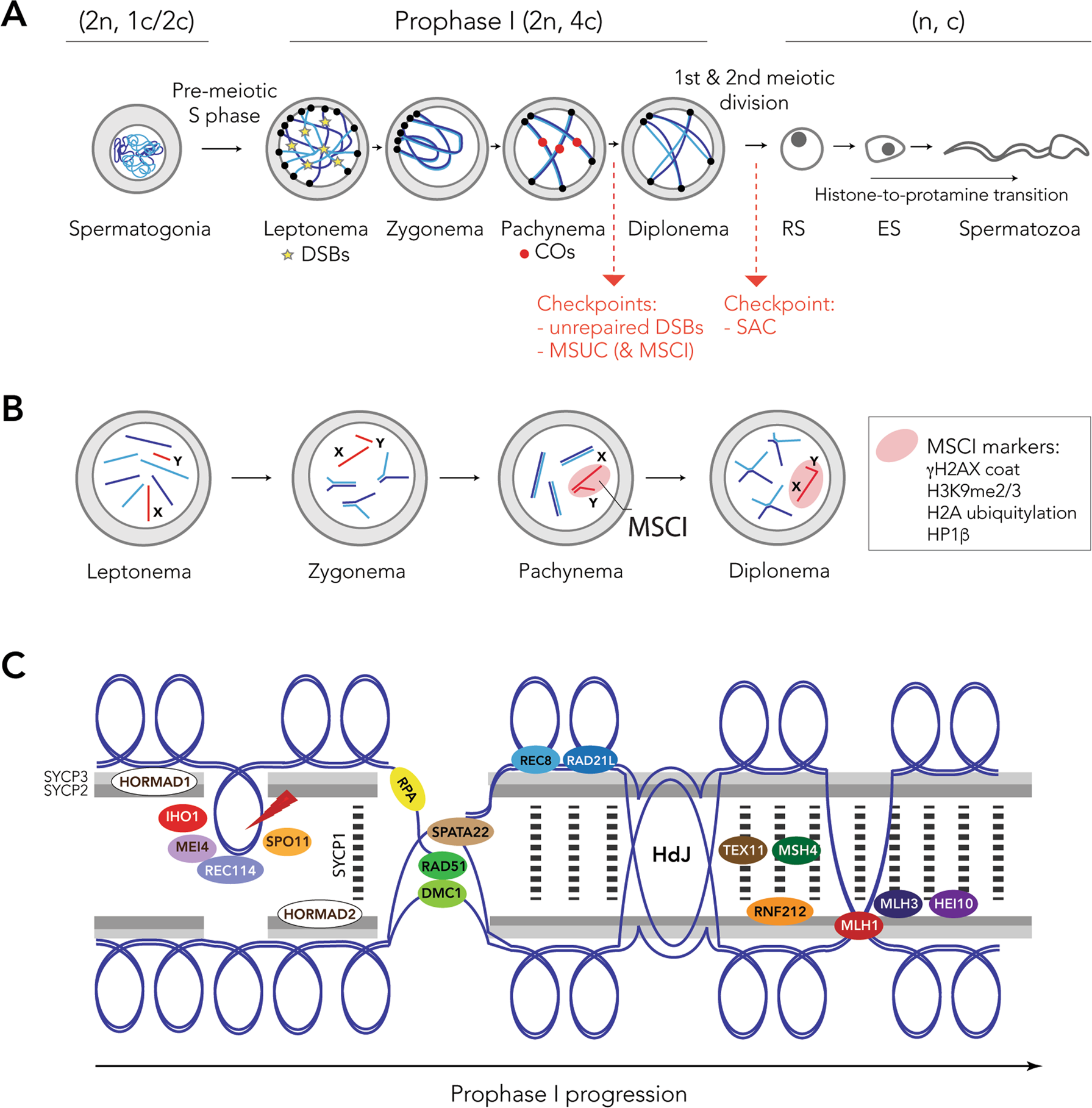 PDF) Lack of sex chromosome specific meiotic silencing in platypus