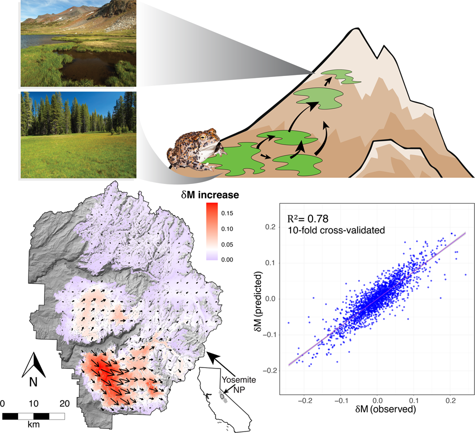 Landscape genetics of a sub-alpine toad: climate change predicted to induce  upward range shifts via asymmetrical migration corridors | Heredity