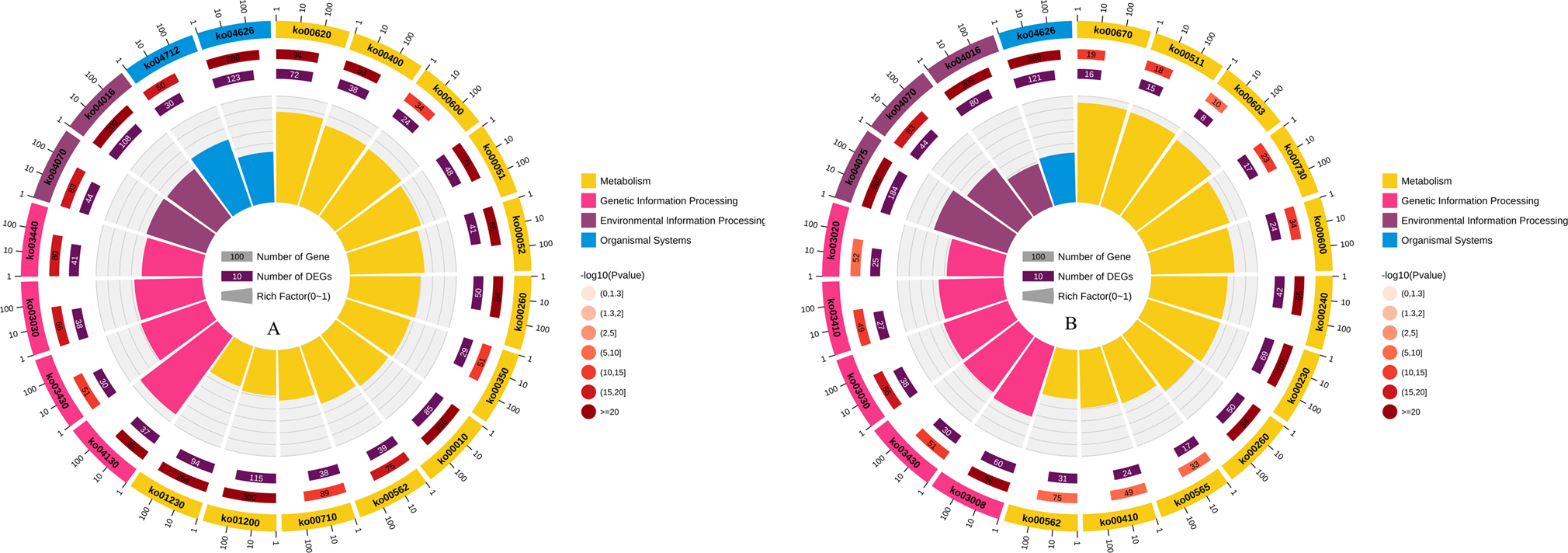 Fig. 6: Circle diagrams showing KEGG enrichment analysis of DEGs.