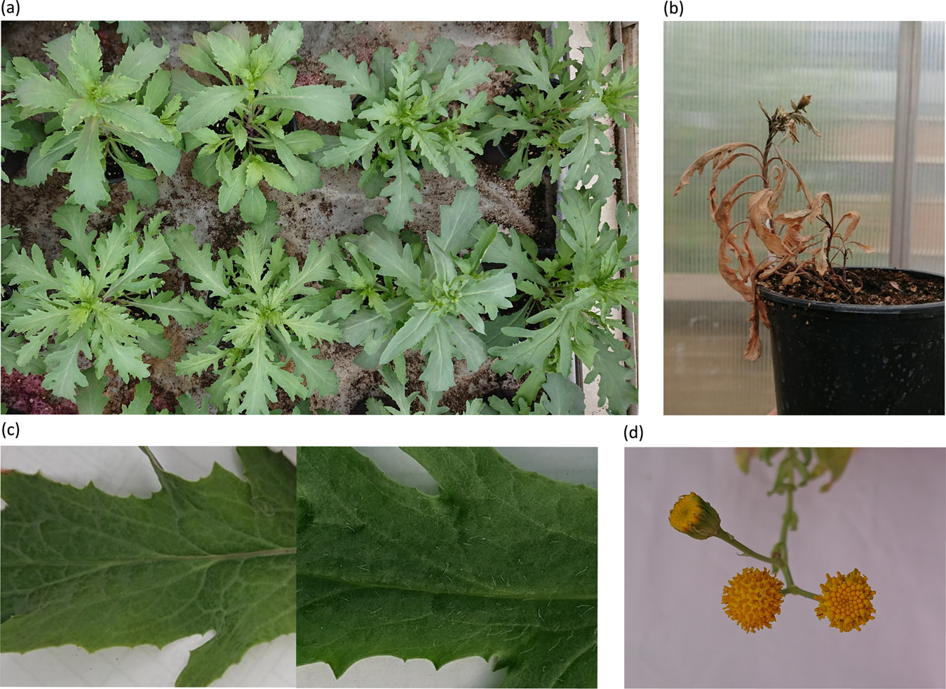 Fig. 2: Photos showing trait variabilities and potential signs of hybrid breakdown.