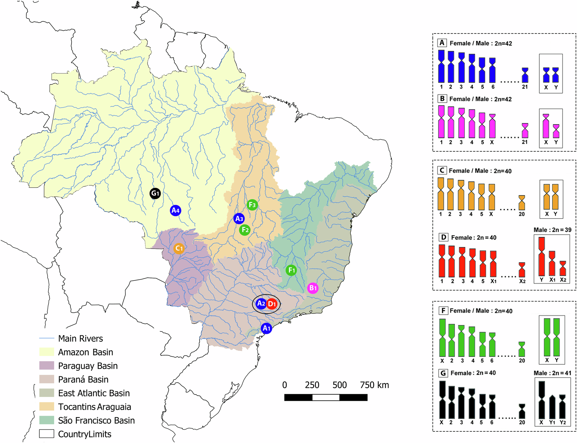 Fig. 1: Map of South America indicating the H. malabaricus localities analyzed.