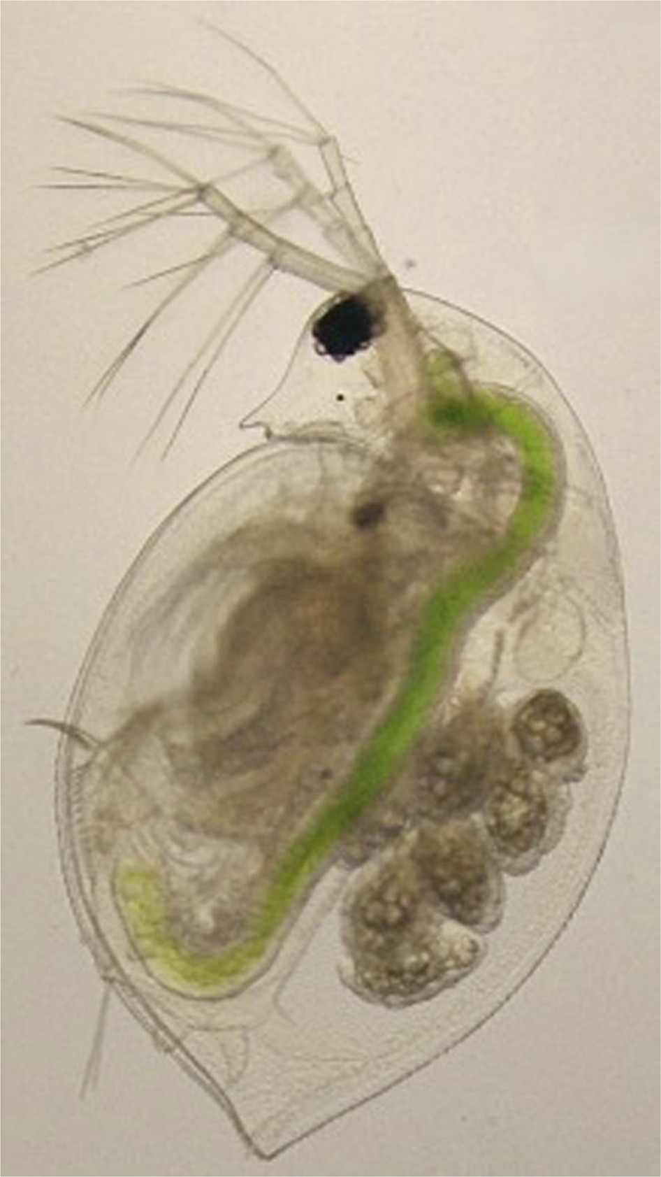 ishigaki glutathione nz Maternal effects in the model system Daphnia: the ecological past meets the epigenetic future Glutathione face wash for pigmentation