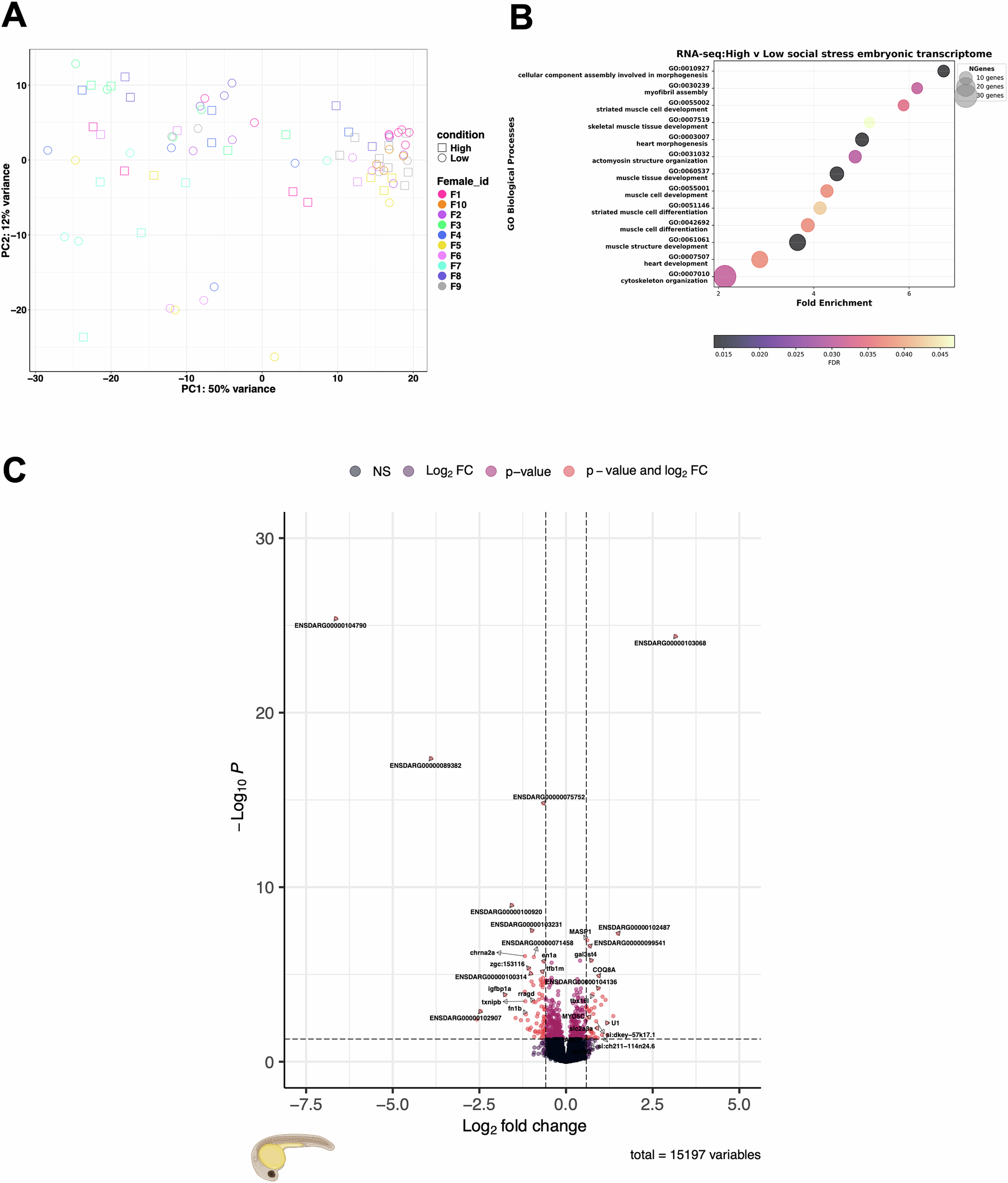 Fig. 4: Differential expression of mRNAs in 24 hpf half-sibling embryos sired by males exposed to High and Low competition treatments.