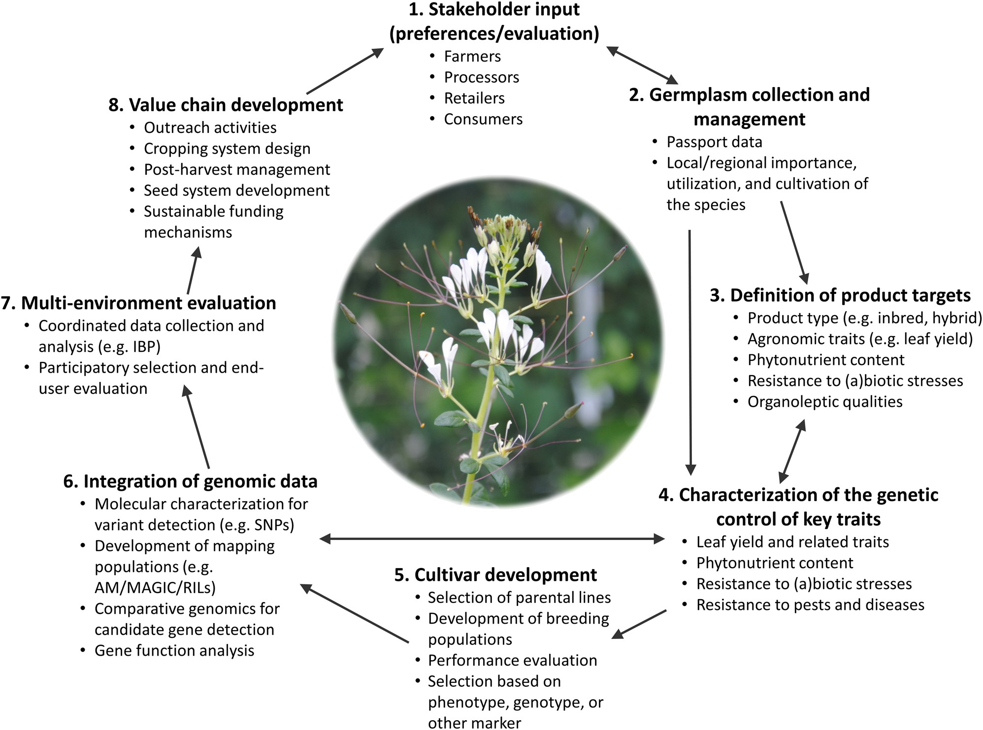 A roadmap for breeding orphan leafy vegetable species: a case study of  Gynandropsis gynandra (Cleomaceae) | Horticulture Research