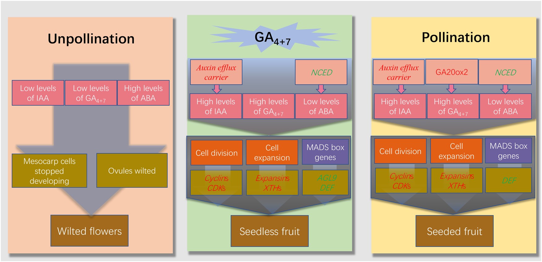 Fig. 10: The mechanistic model of fruit set.