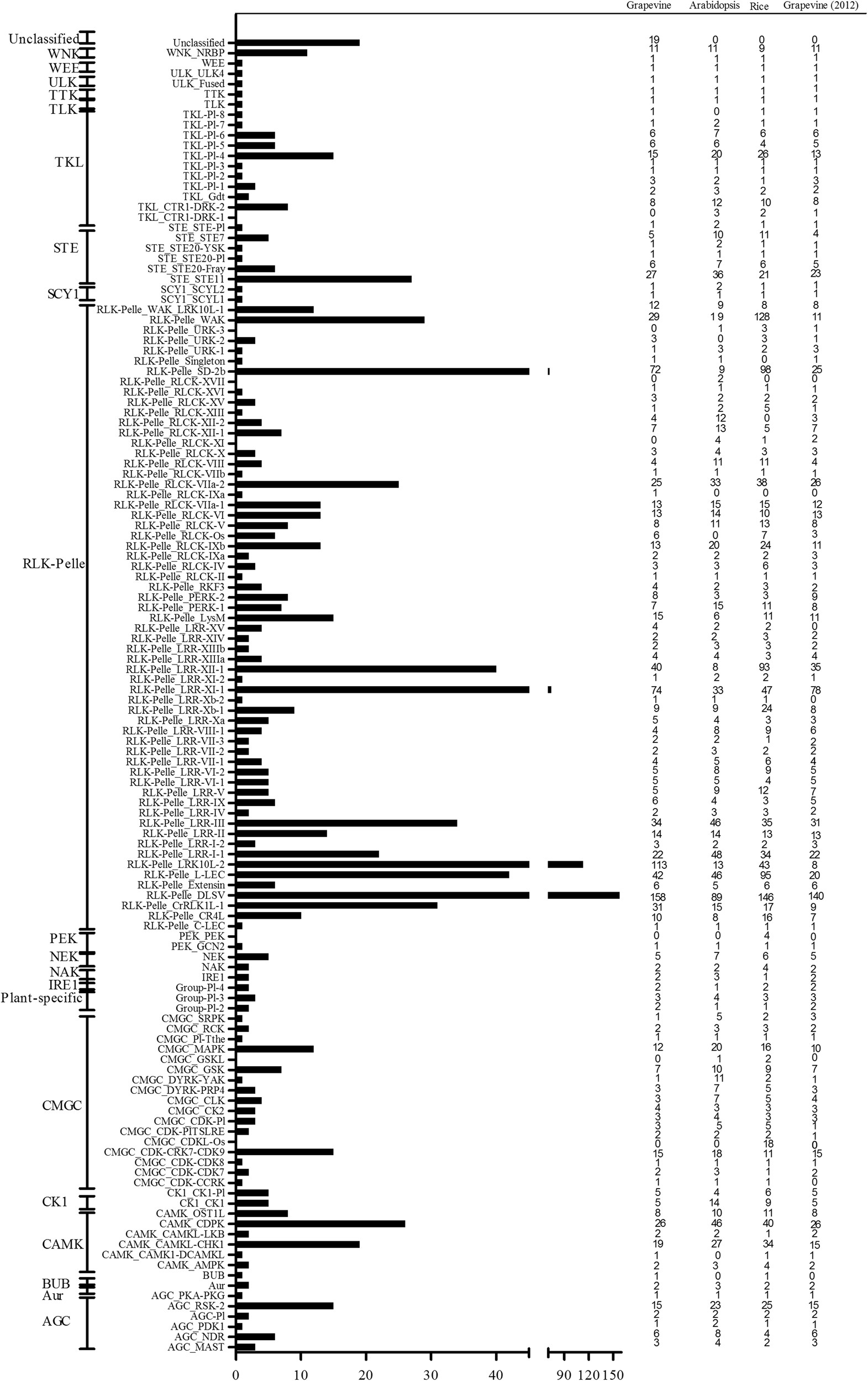 Fig. 1: Comparison of grapevine protein kinase families with those in Arabidopsis (eudicot species) and rice (monocot species).